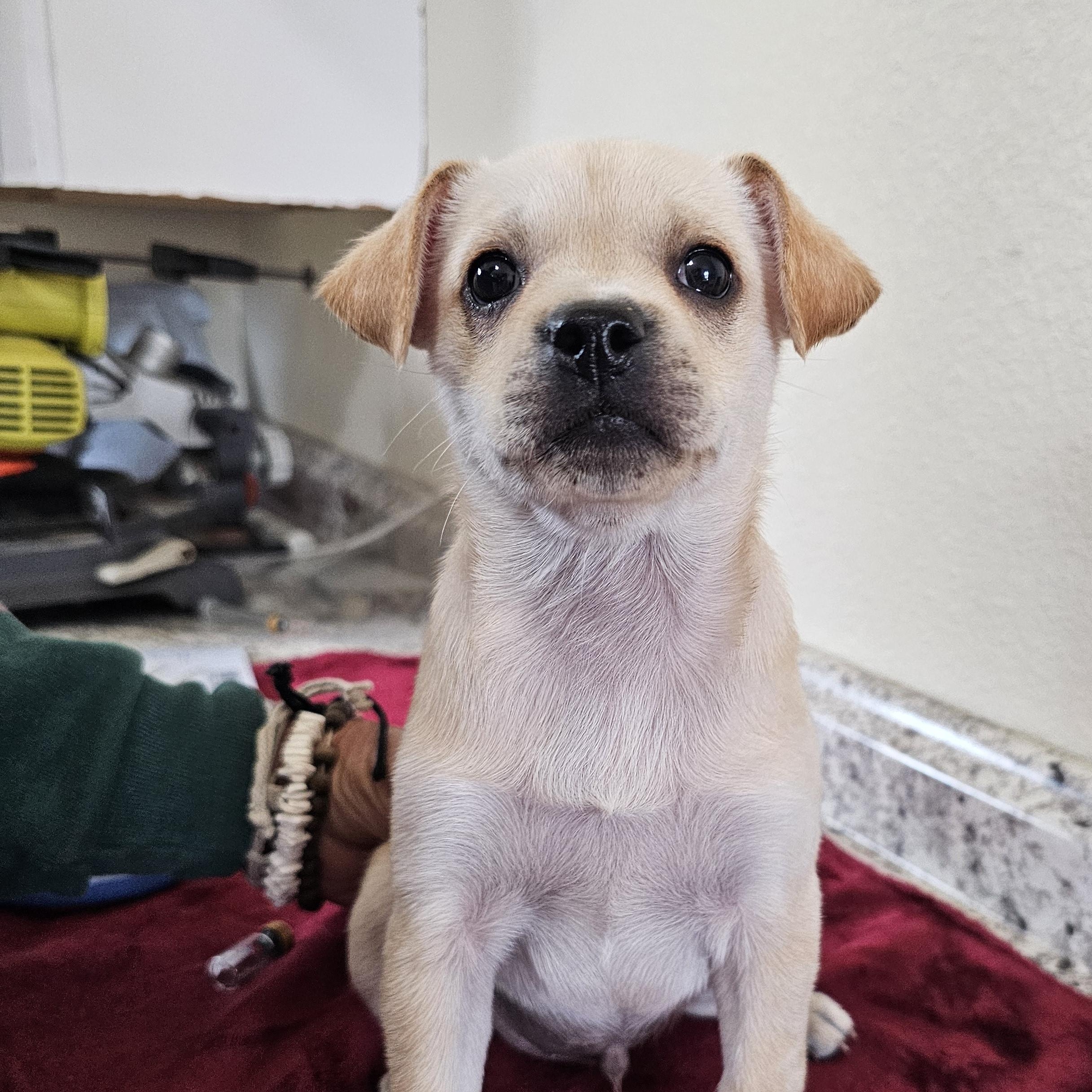 Sylver, adopted, Puppy Male Chihuahua.
