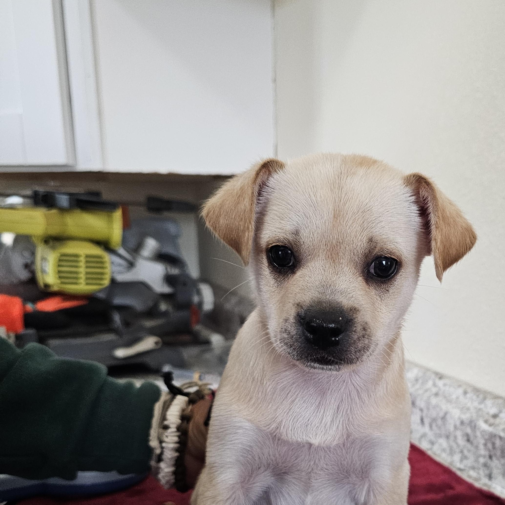 Enlarge Sylver, an adopted mixed breed in Yreka, CA image 5/6