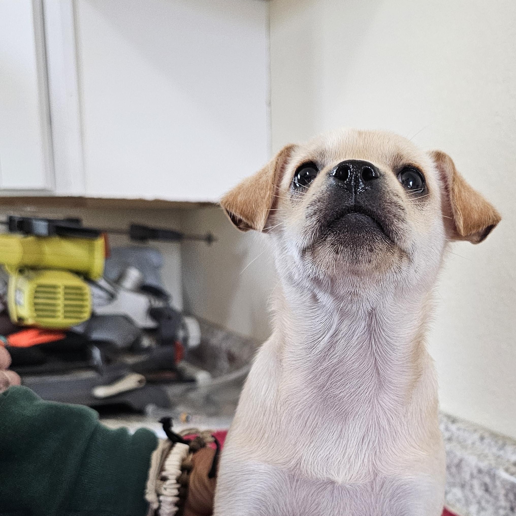 Enlarge Sylver, an adopted mixed breed in Yreka, CA image 6/6