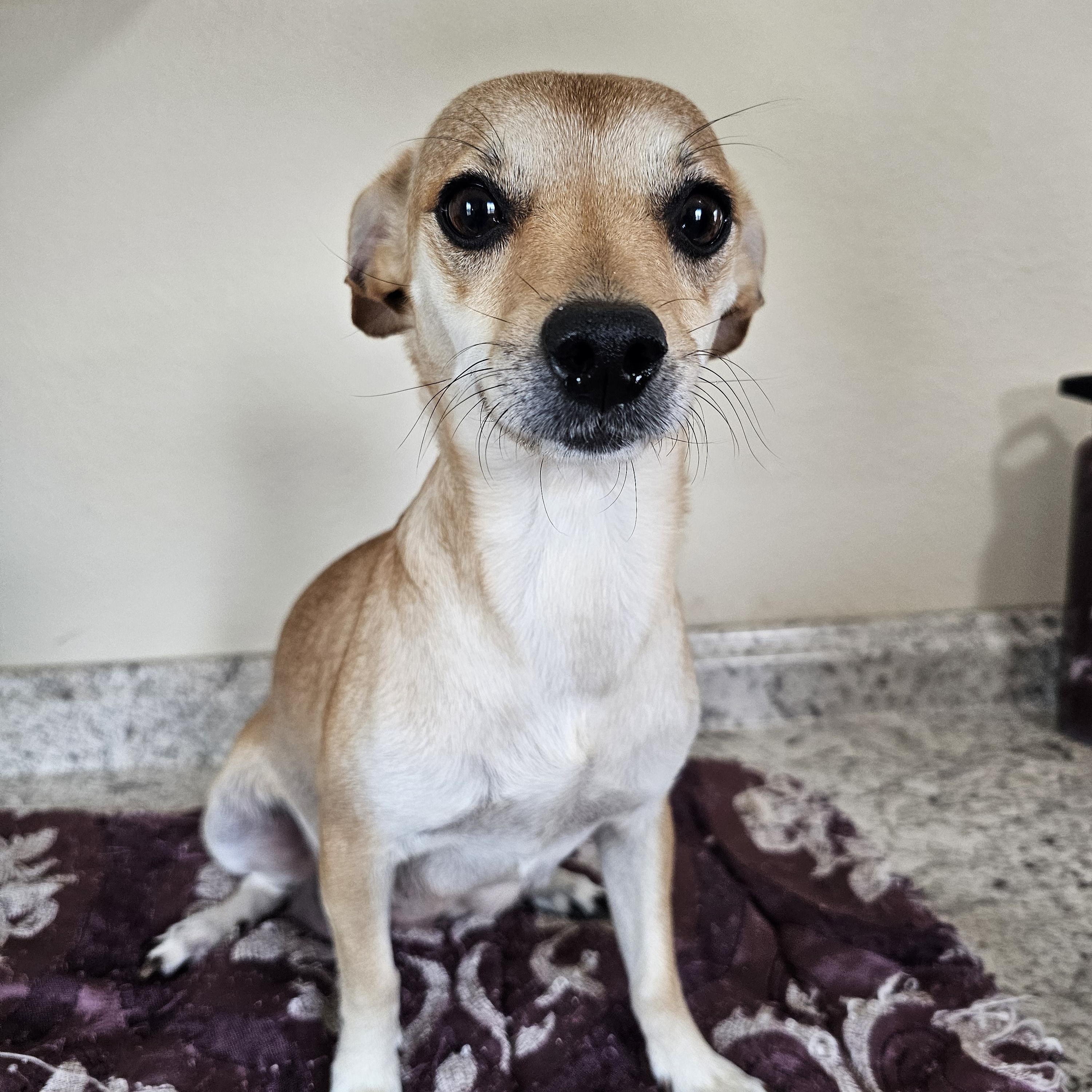 Enlarge Sylver, an adopted mixed breed in Yreka, CA image 4/6