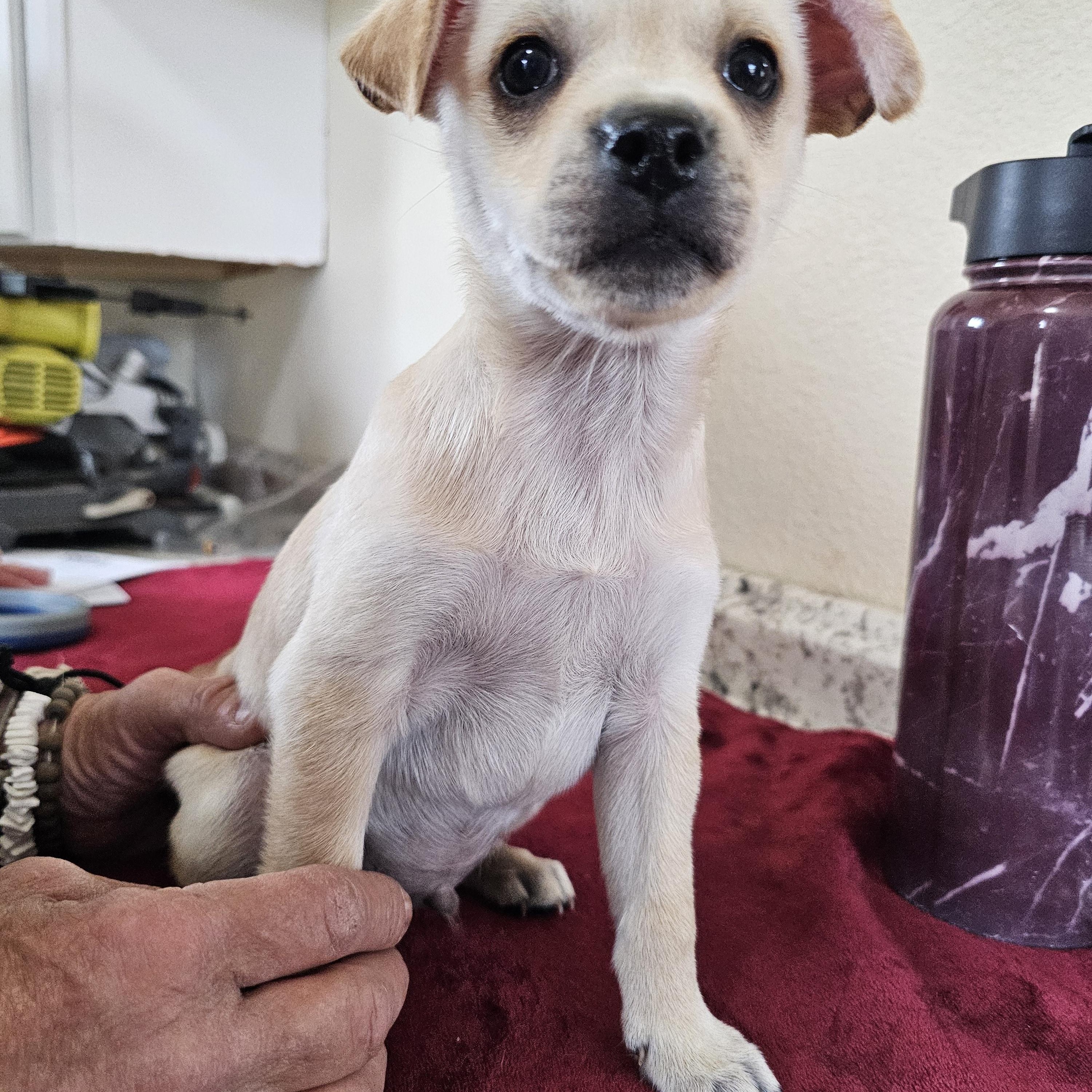 Enlarge Sylver, an adopted mixed breed in Yreka, CA image 3/6