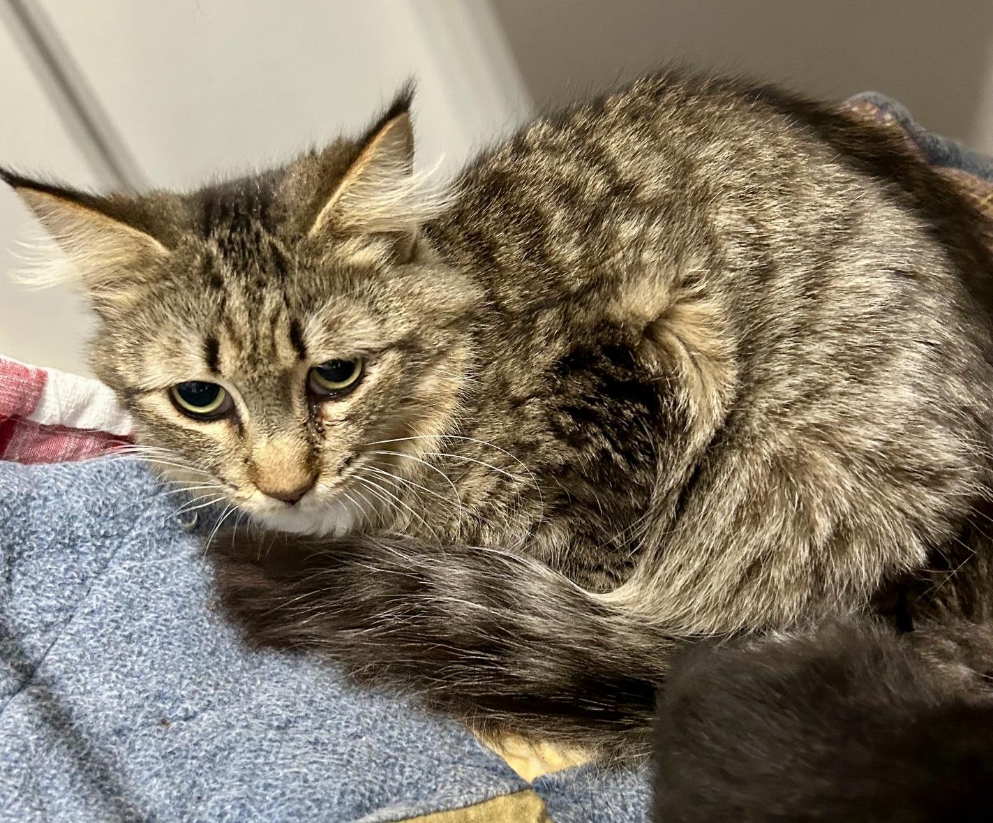 Enlarge Barb, a ADOPTABLE mixed breed in Waxhaw, NC image 1/2