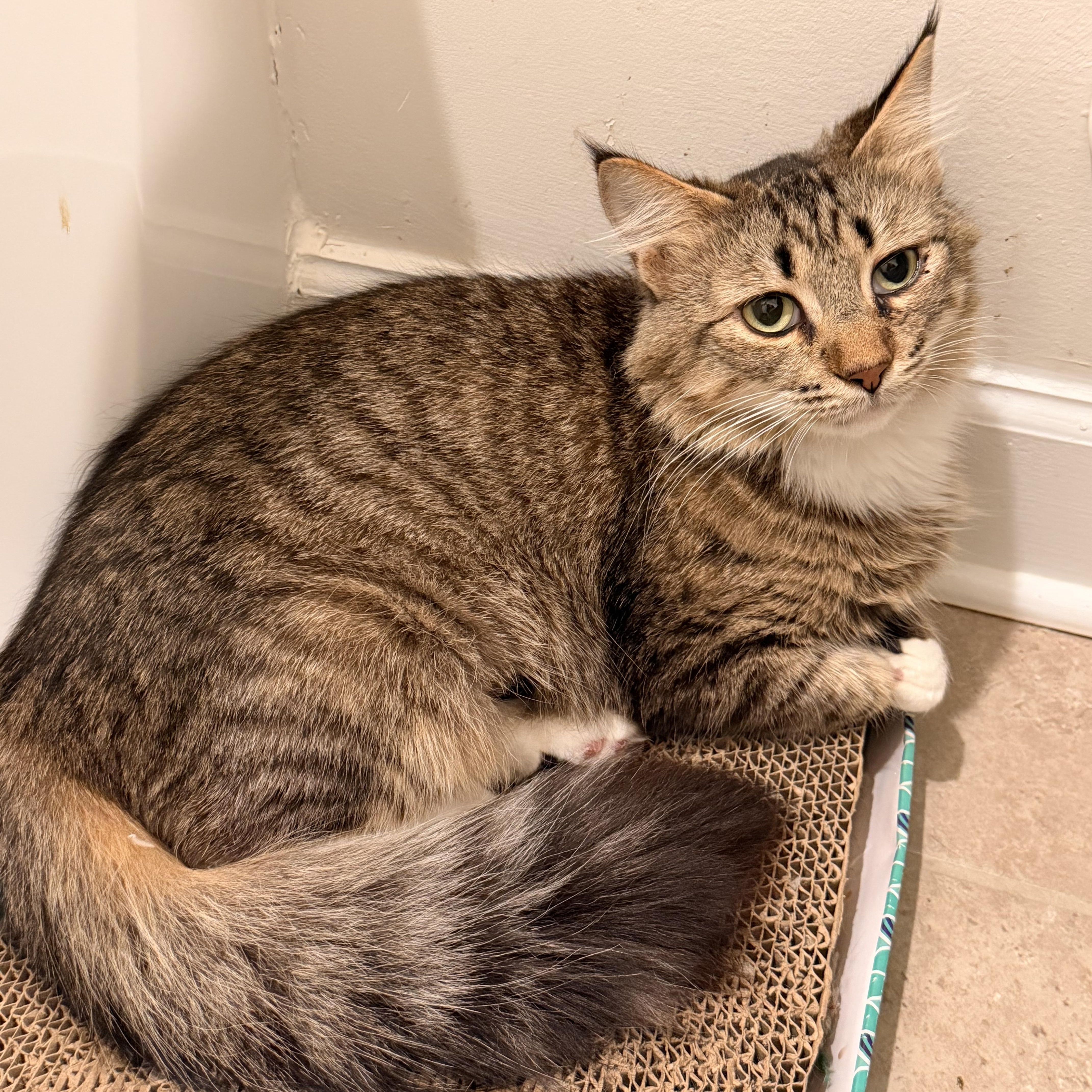 Barb, ADOPTABLE, Adult Female Tabby.