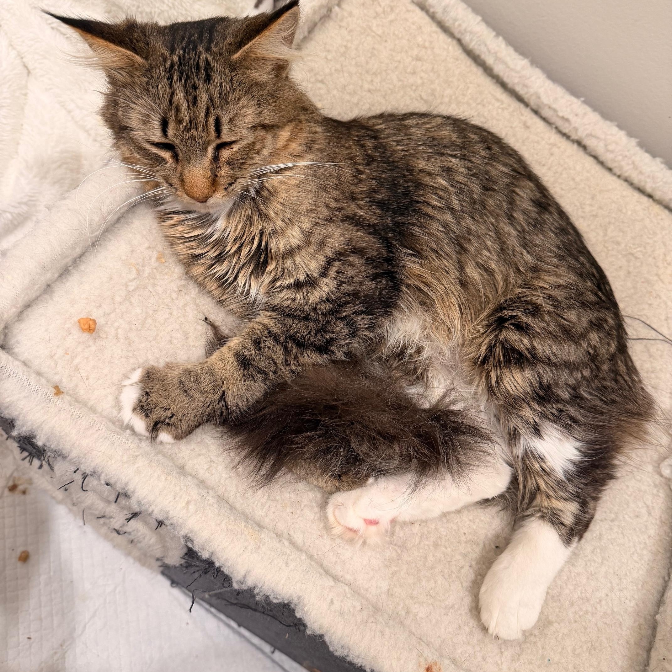 Enlarge Barb, a ADOPTABLE mixed breed in Waxhaw, NC image 2/2
