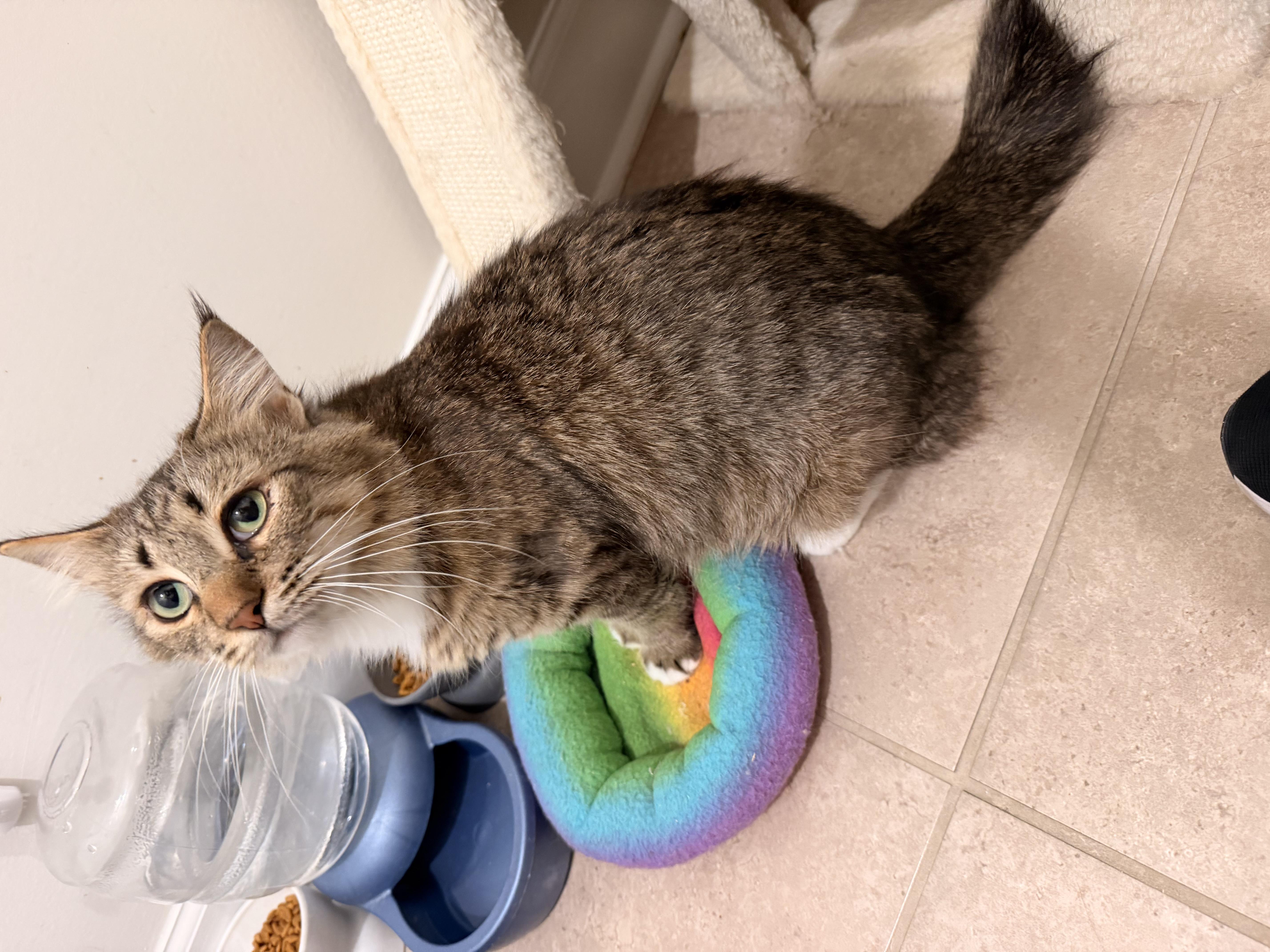 Barb, an adopted mixed breed in Waxhaw, NC image 2/4
