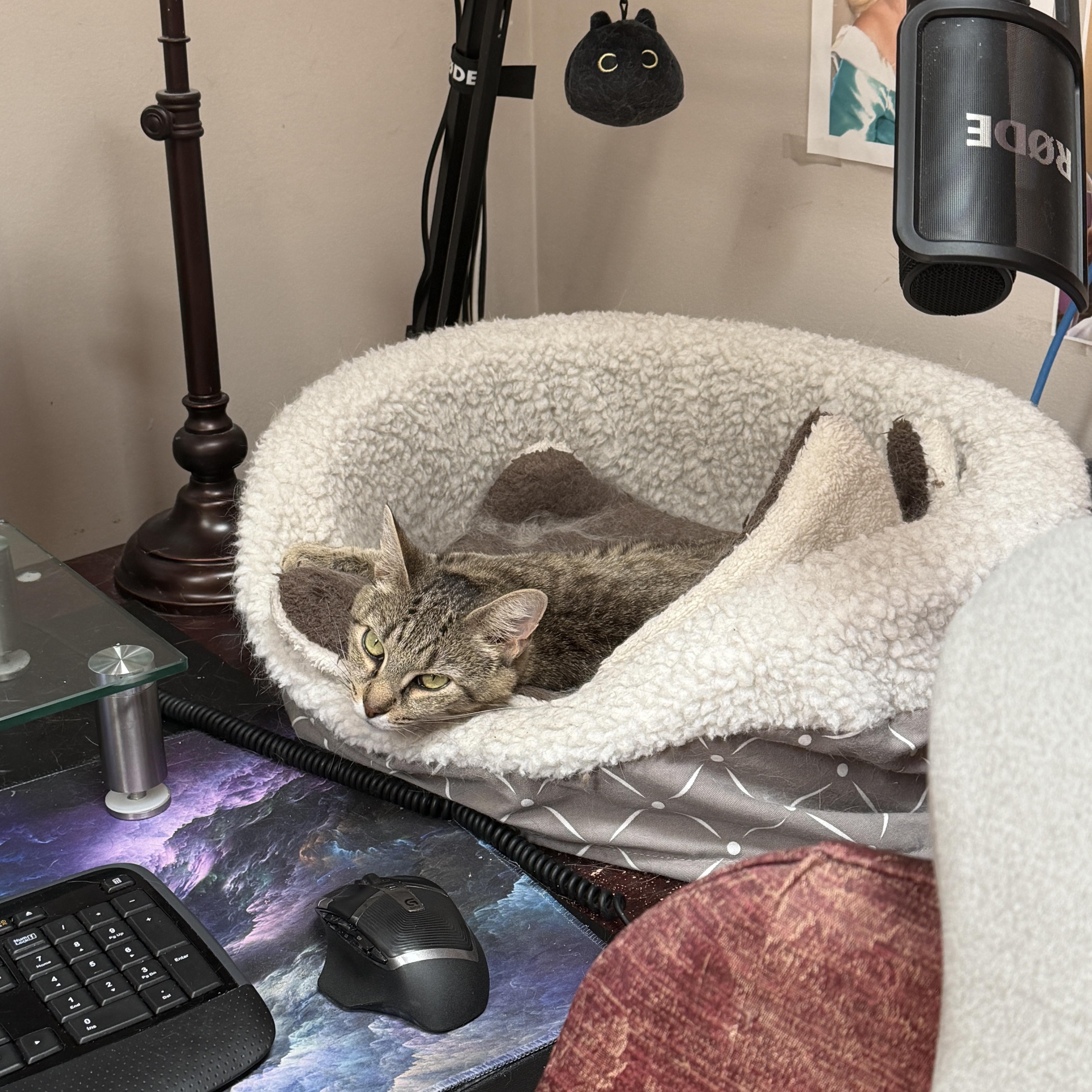 Neela, ADOPTABLE, Adult Female Domestic Short Hair.