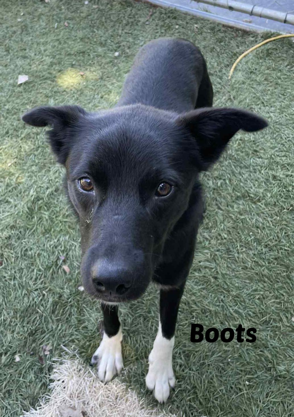 Enlarge Boots, a Adoptable mixed breed in Seymour, IN image 3/4