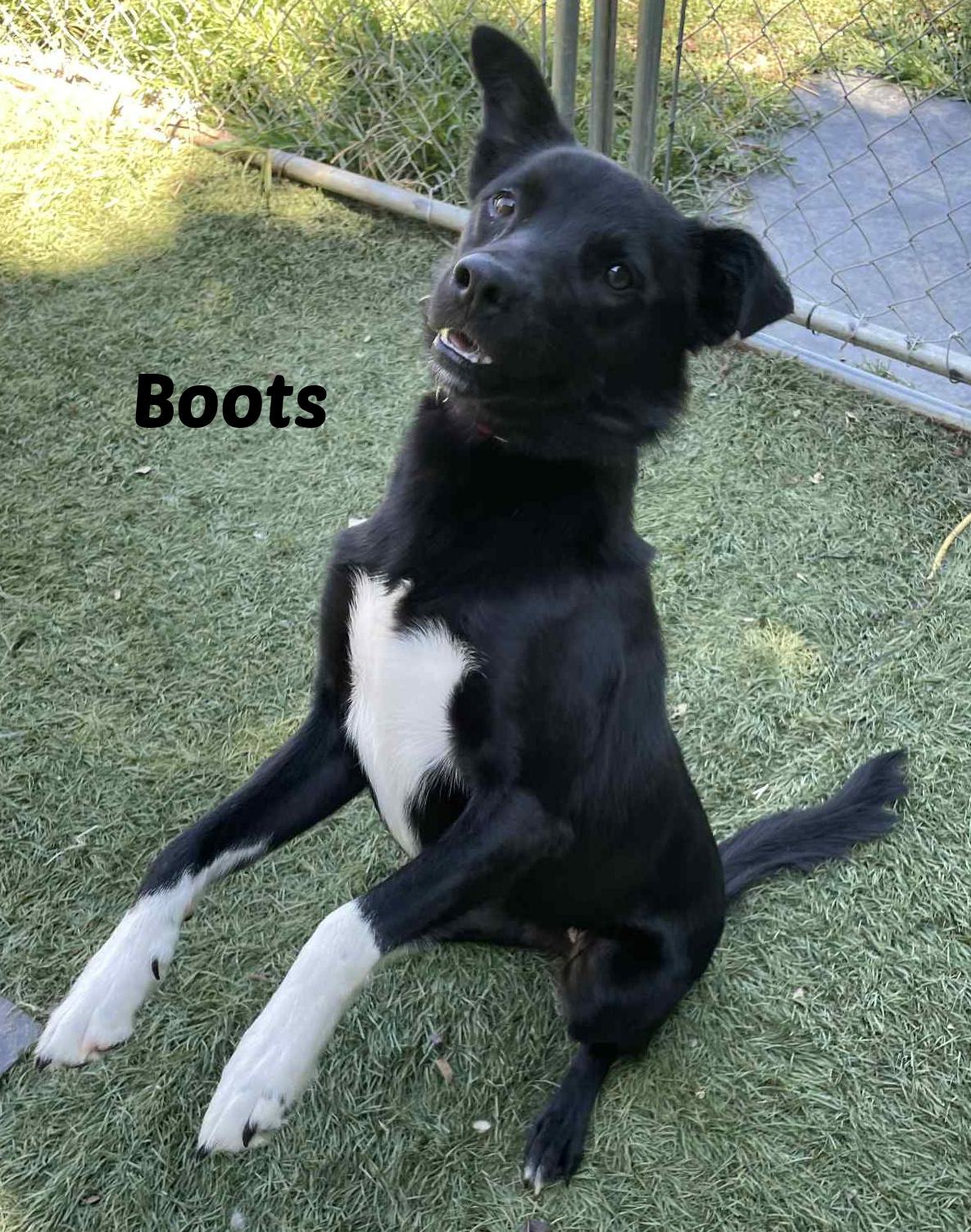 Boots, Adoptable, Young Male Border Collie & Black Labrador Retriever.