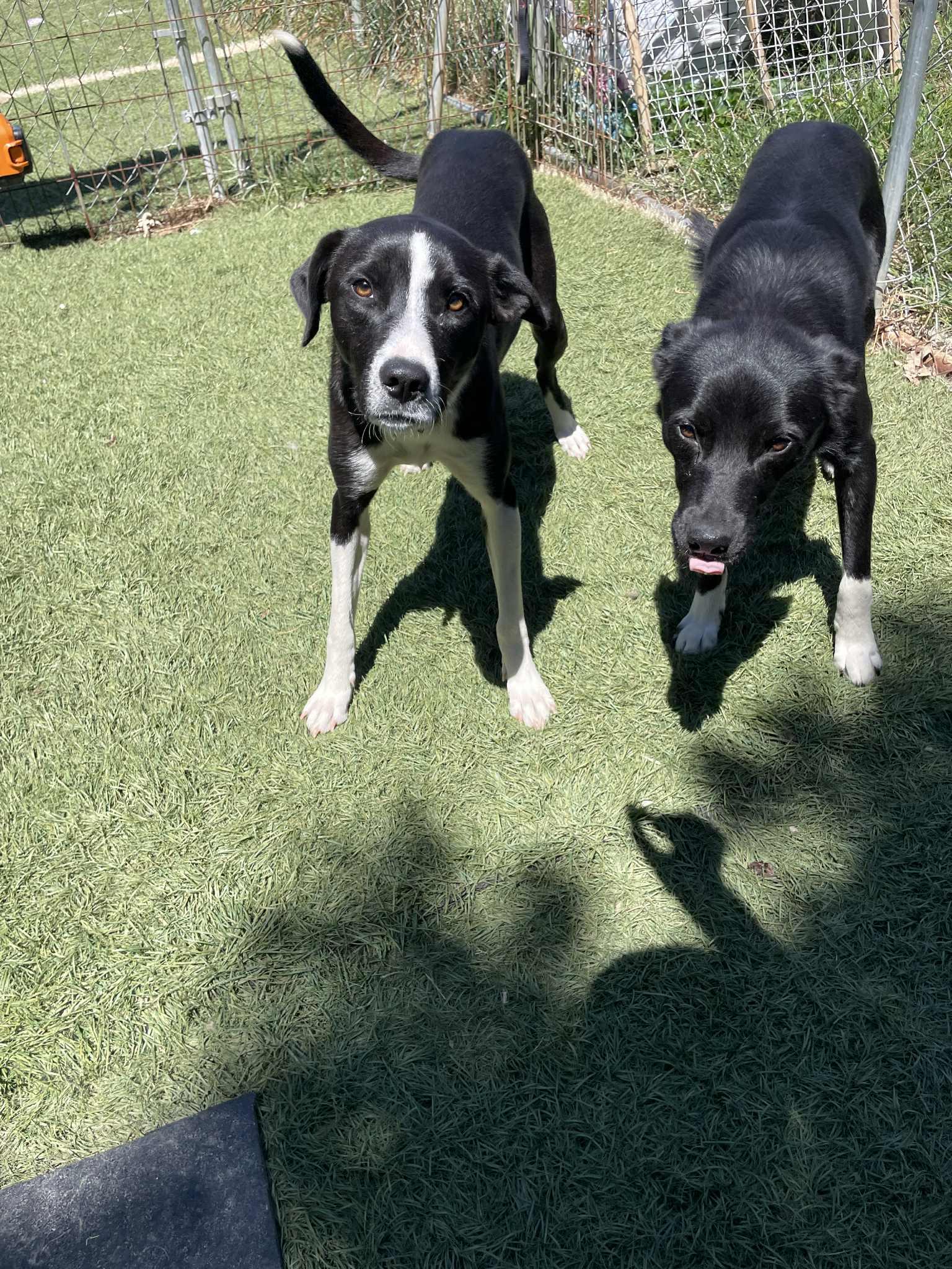 Enlarge Boots, a Adoptable mixed breed in Seymour, IN image 4/4