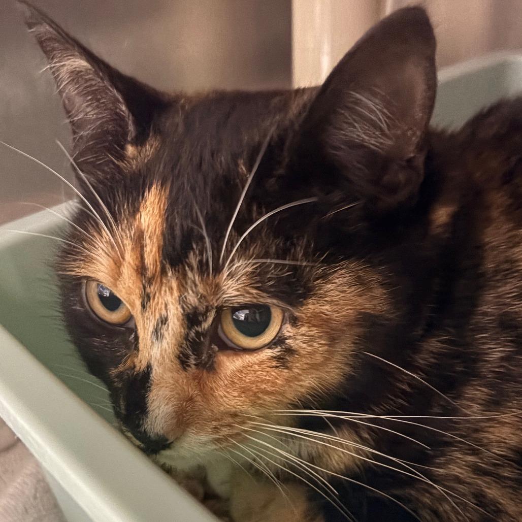 Lucy, Adoptable, Young Female Domestic Short Hair.