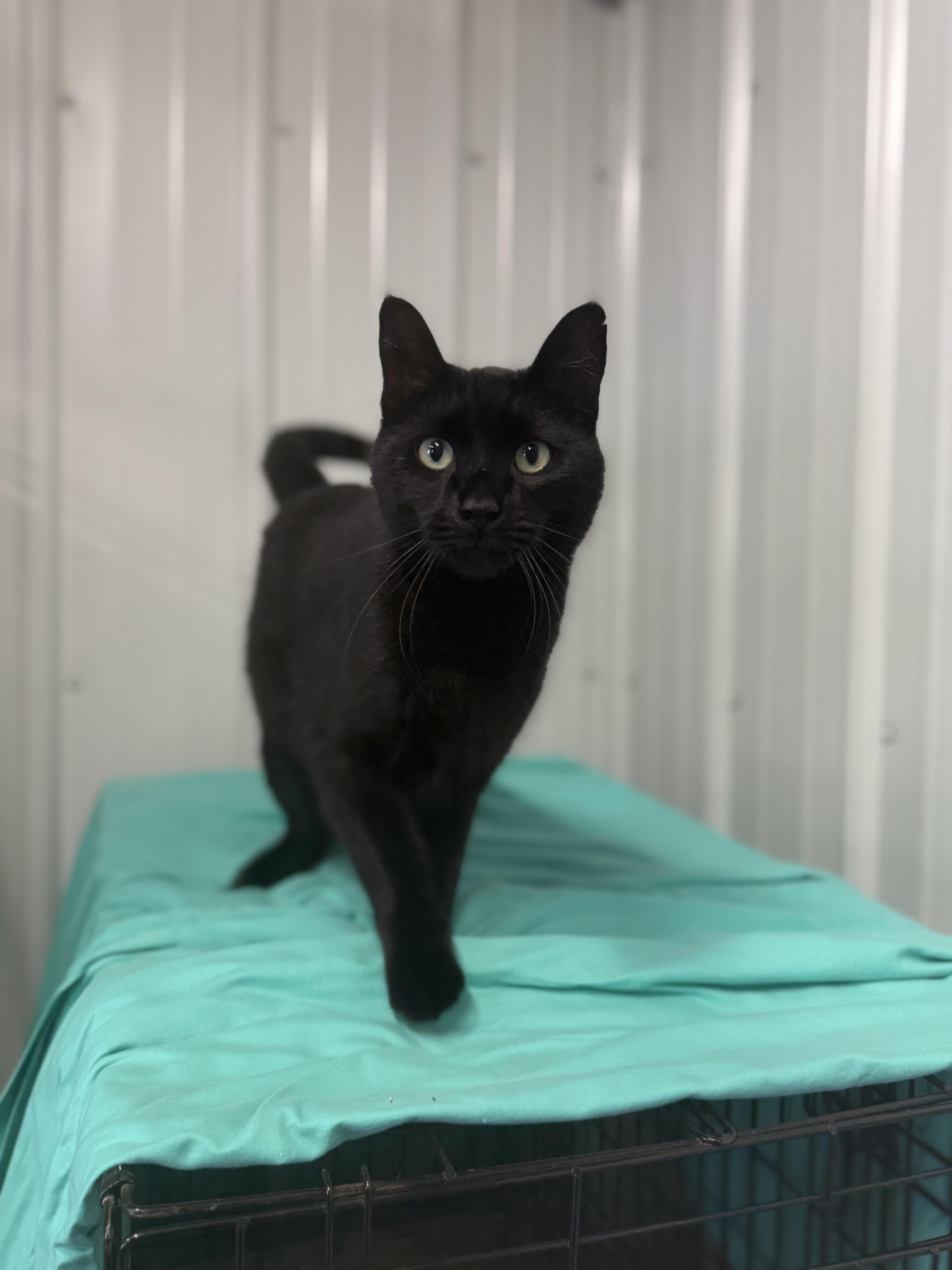 Enlarge Hammy, a Adopted Domestic Short Hair in Fertile, MN image 1/2