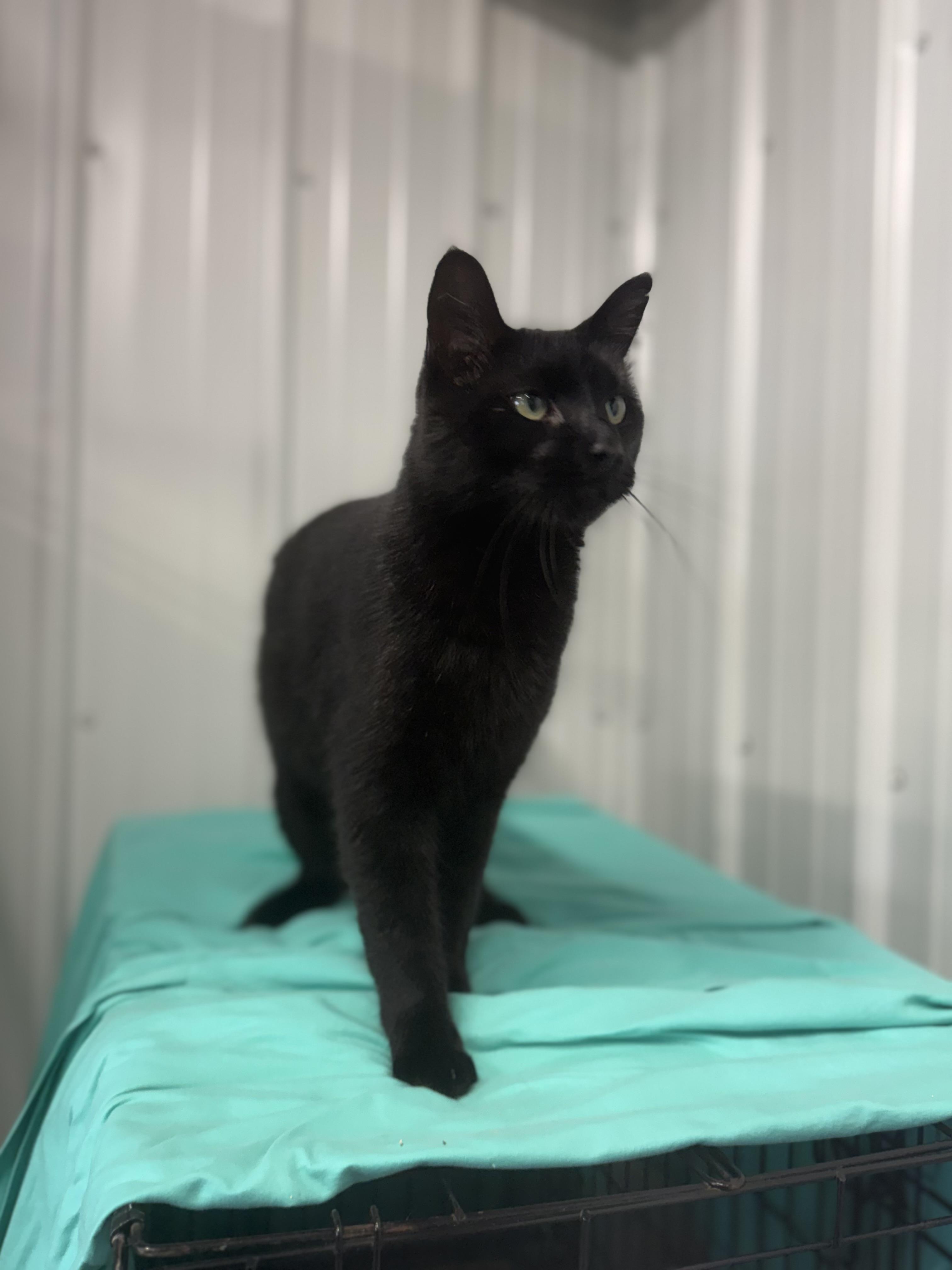 Enlarge Hammy, a Adopted Domestic Short Hair in Fertile, MN image 2/2