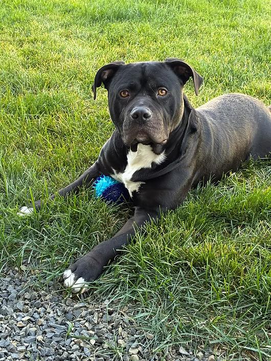 Benji, Adoptable, Adult Male American Staffordshire Terrier.