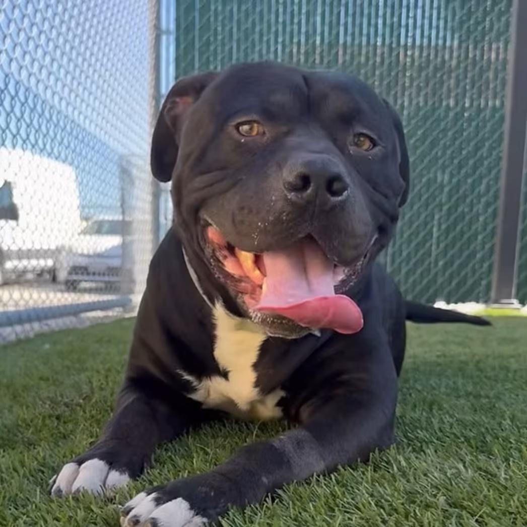 Enlarge Benji, a Adoptable mixed breed in Star, ID image 3/5