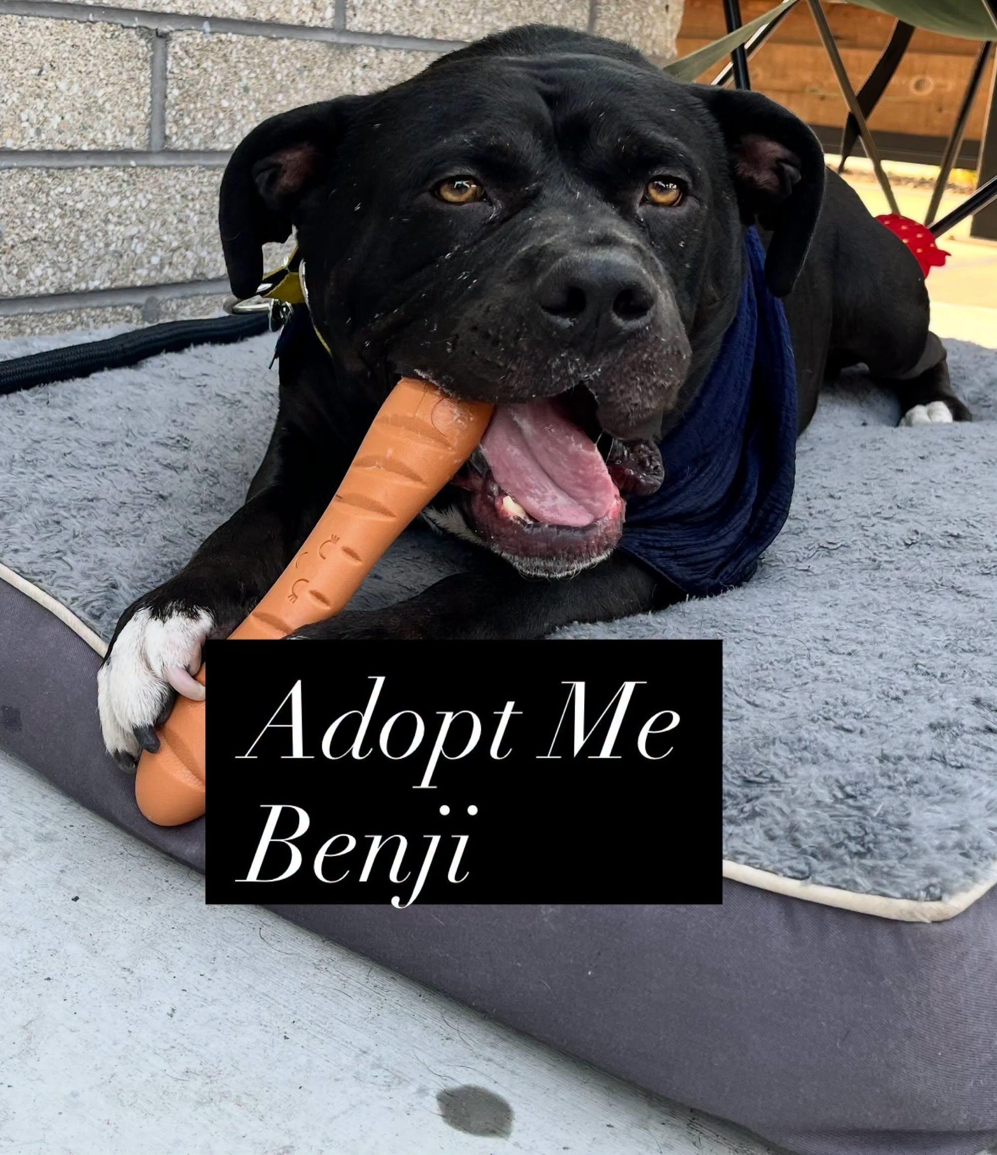 Benji, Adoptable, Adult Male American Staffordshire Terrier & Chihuahua.