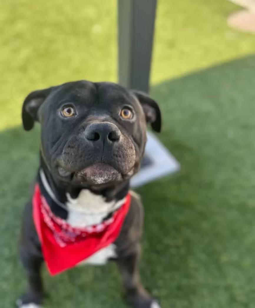 Enlarge Benji, a Adoptable mixed breed in Star, ID image 2/5