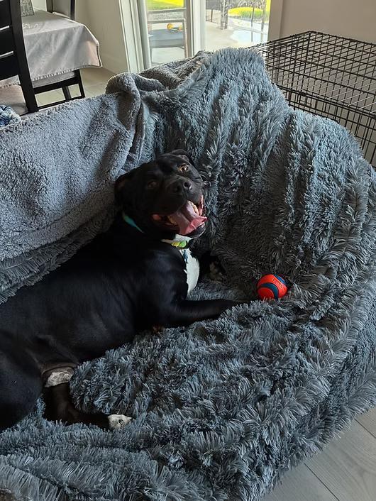 Enlarge Benji, a Adoptable American Staffordshire Terrier in Star, ID image 2/2