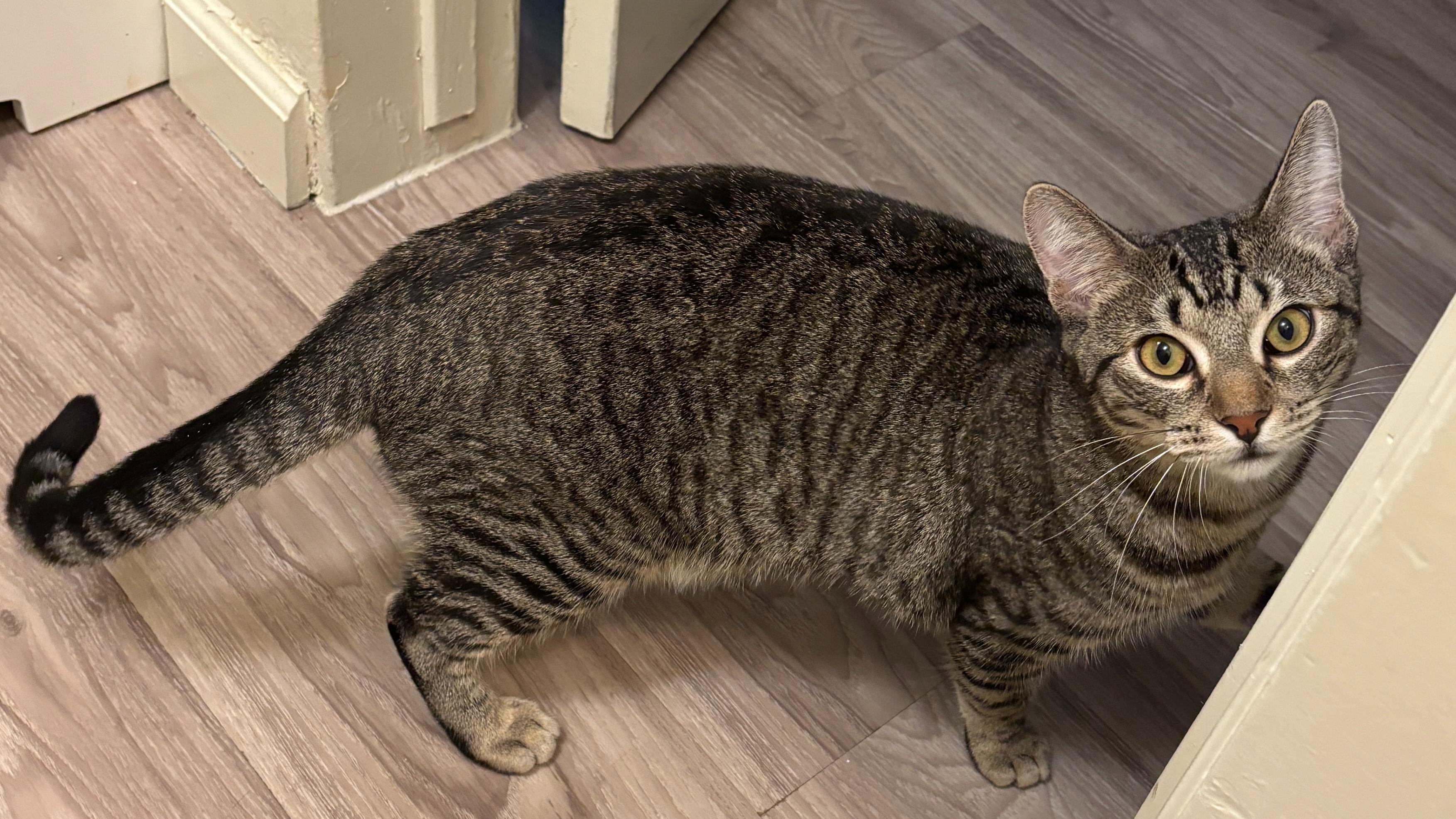 Maverick, a ADOPTABLE mixed breed in Hermosa Beach, CA image 2/5
