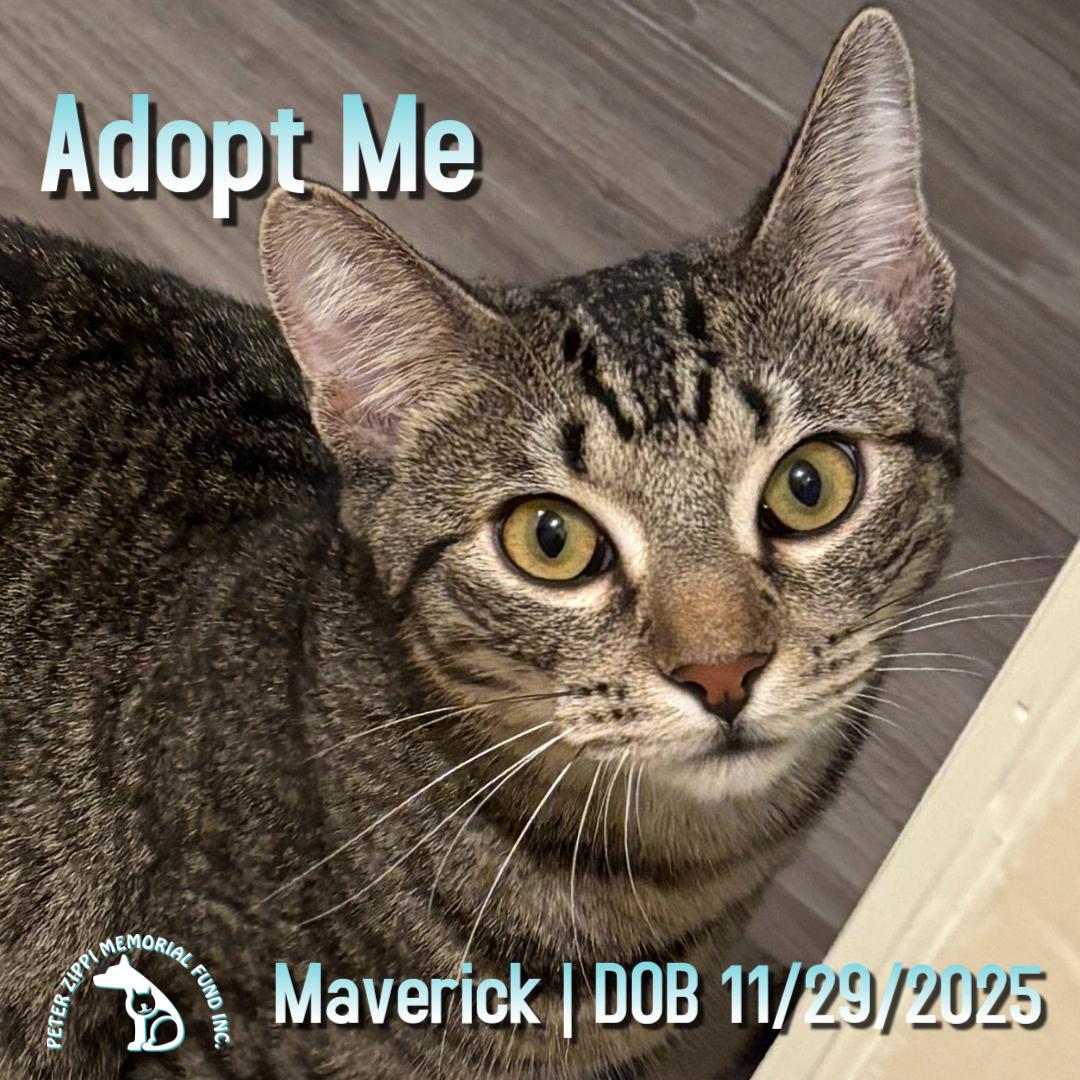 Maverick, ADOPTABLE, Kitten Male Tabby & Domestic Short Hair.
