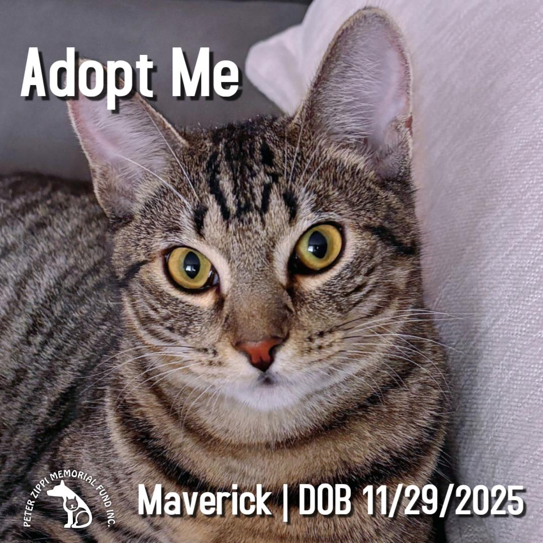 Maverick, Adoptable, Kitten Male Tabby & Domestic Short Hair.