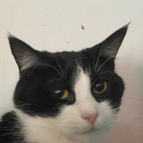 Sassafrass, Adoptable, Adult Female Domestic Short Hair.