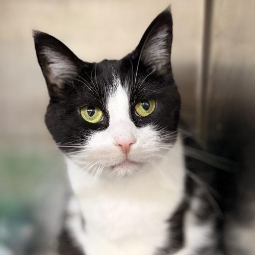 Enlarge Sassafrass, a Adoptable Domestic Short Hair in Tipp City, OH image 2/6
