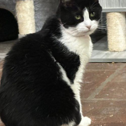 Enlarge Sassafrass, a Adoptable Domestic Short Hair in Tipp City, OH image 2/5
