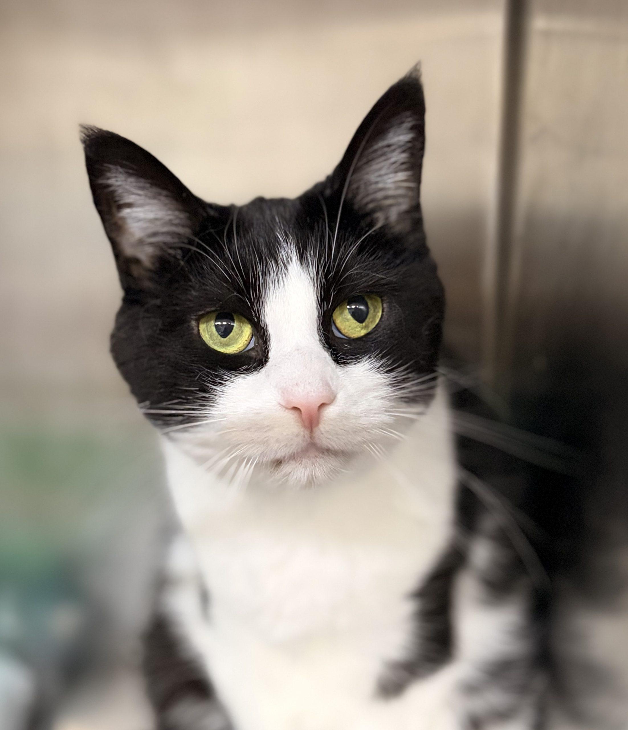 Sassafrass, a Adoptable Domestic Short Hair in Tipp City, OH image 3/6