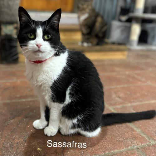 Enlarge Sassafrass, a Adoptable Domestic Short Hair in Tipp City, OH image 3/5