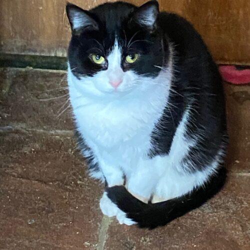 Enlarge Sassafrass, a Adoptable Domestic Short Hair in Tipp City, OH image 4/5