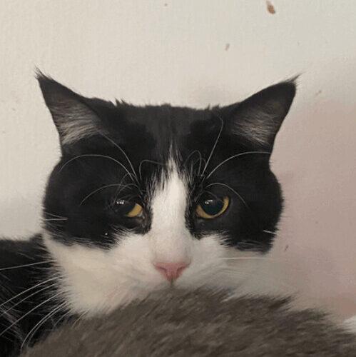 Enlarge Sassafrass, a Adoptable Domestic Short Hair in Tipp City, OH image 5/5
