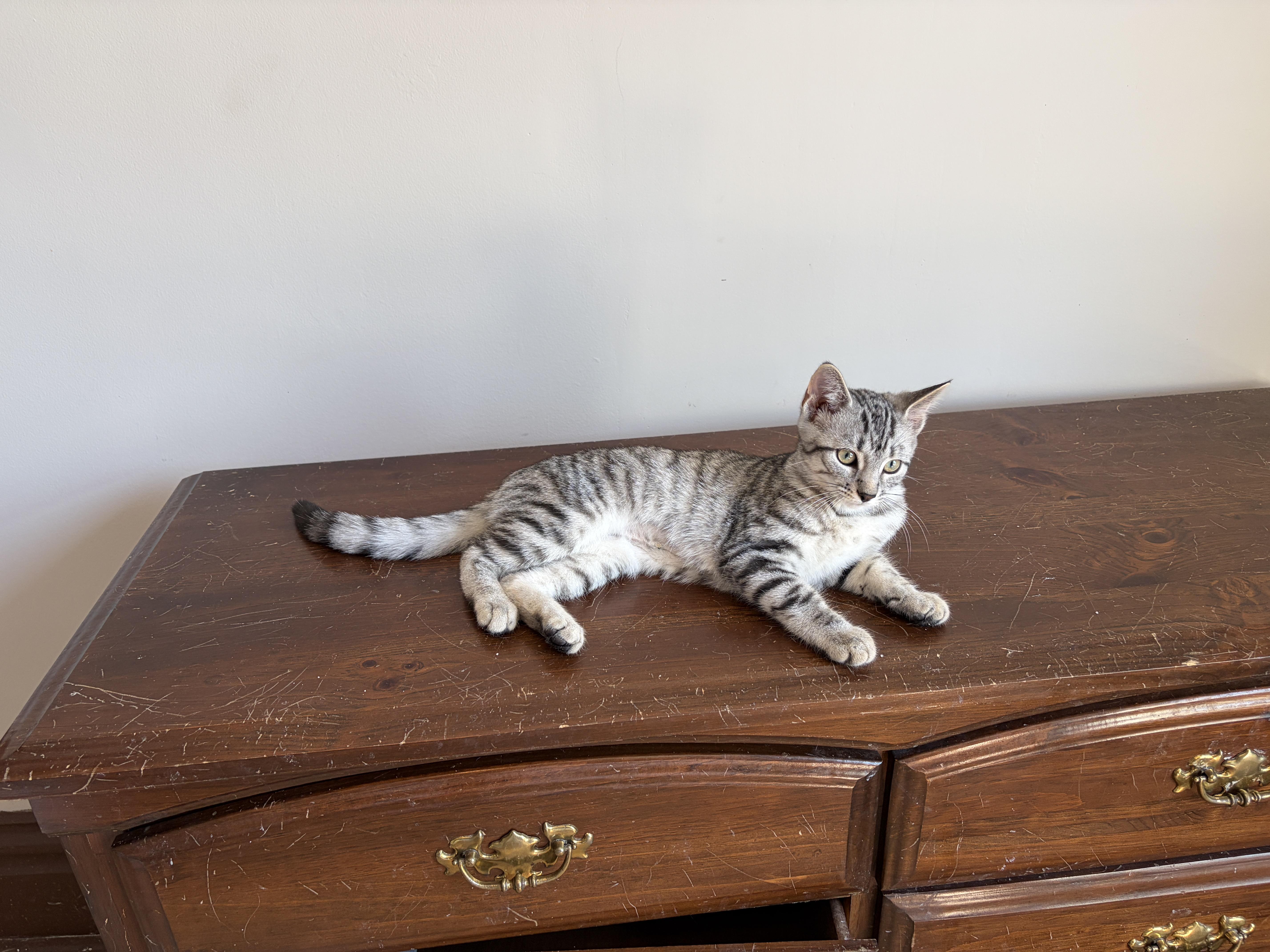 Enlarge JULIET, an adopted Tabby in Shakespeare, ON image 4/6