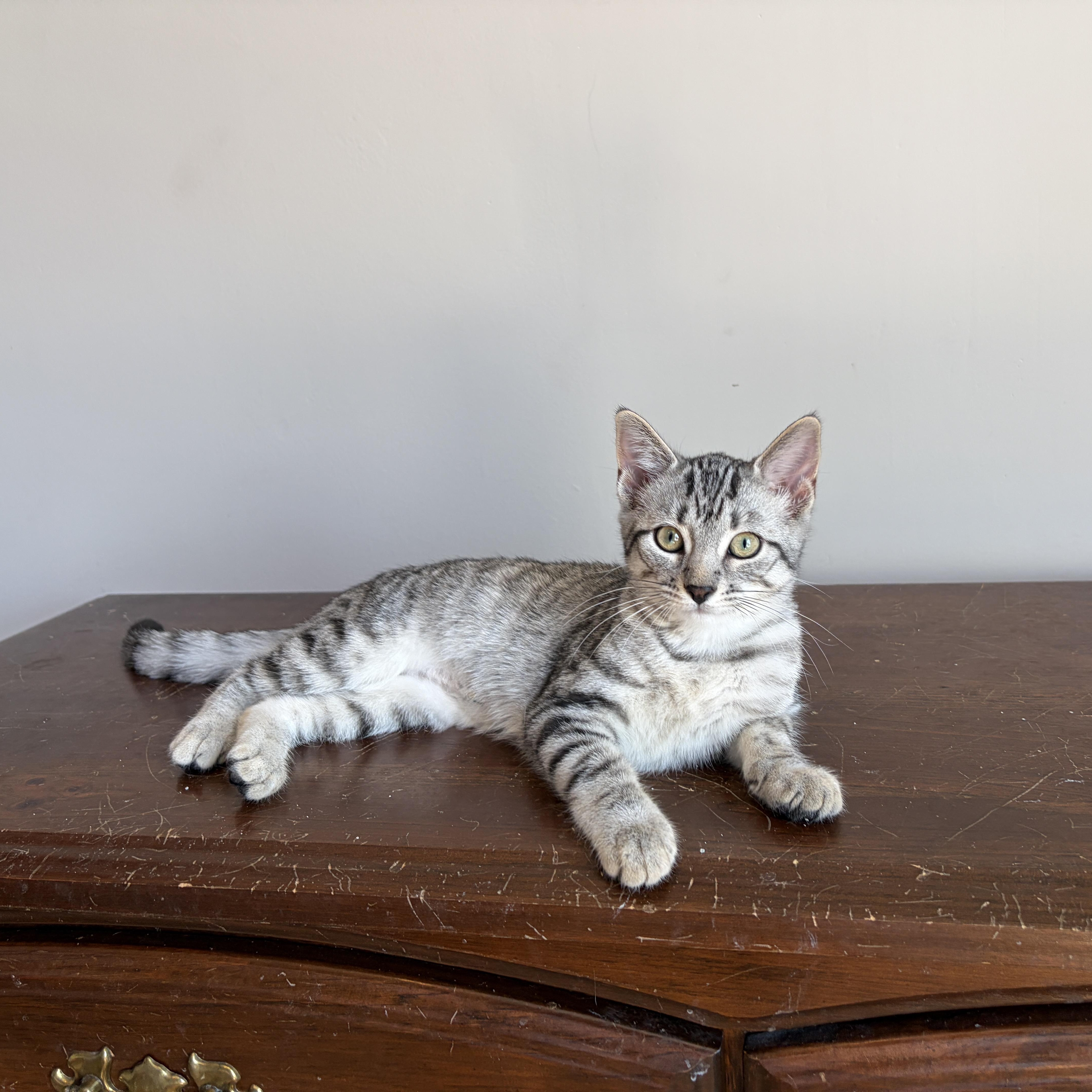 JULIET, adopted, Kitten Female Tabby.