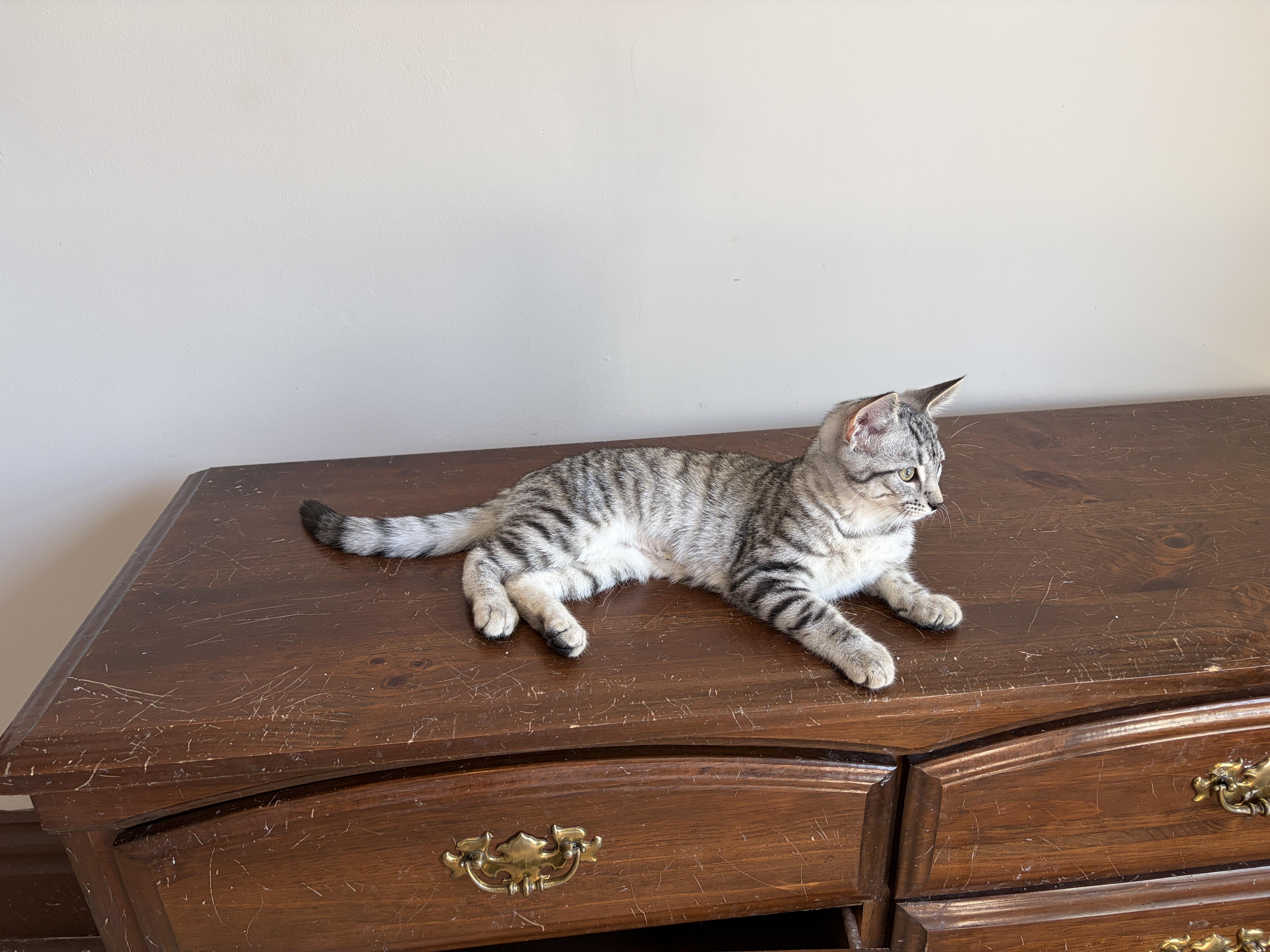 Enlarge JULIET, an adopted Tabby in Shakespeare, ON image 6/6