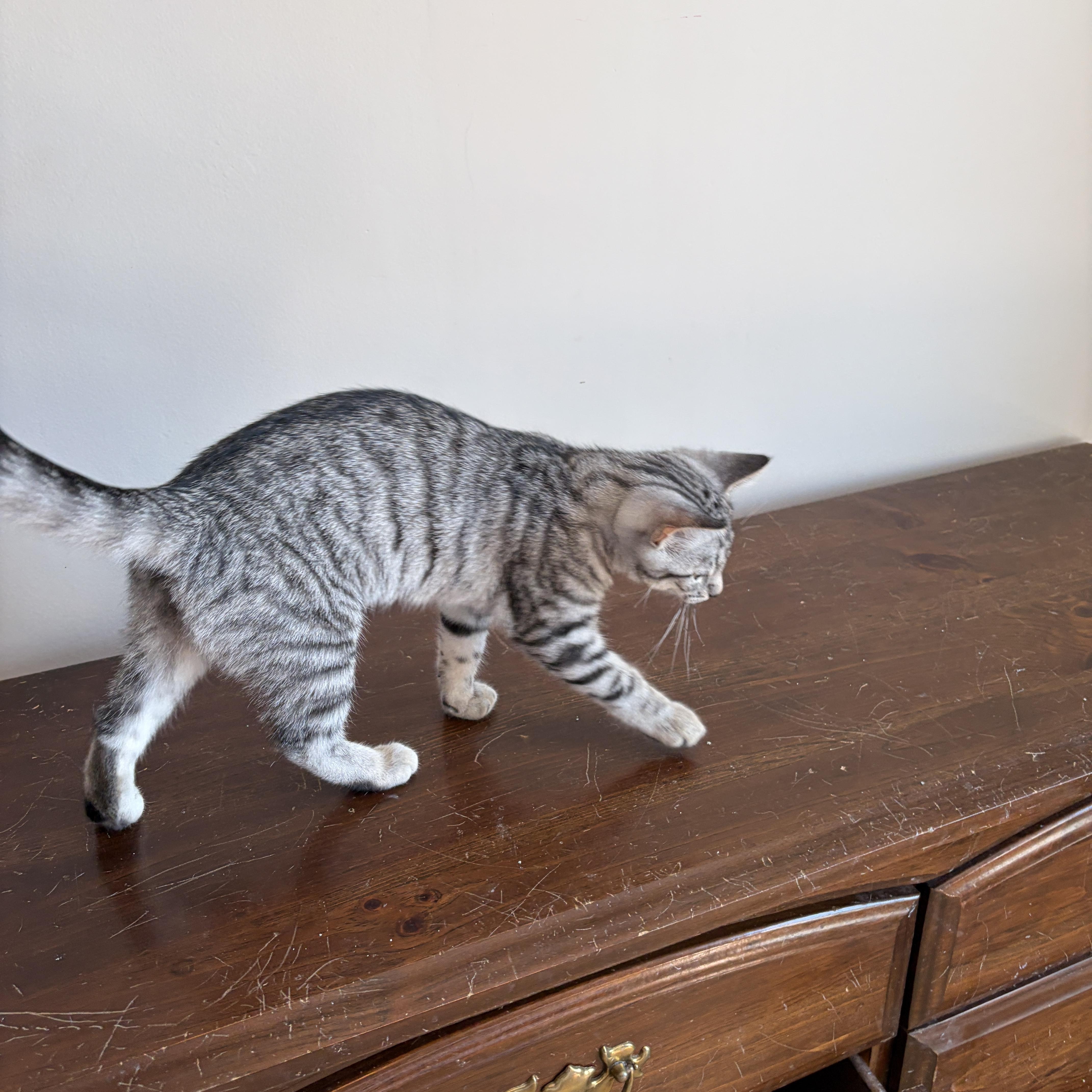 Enlarge JULIET, an adopted Tabby in Shakespeare, ON image 5/6