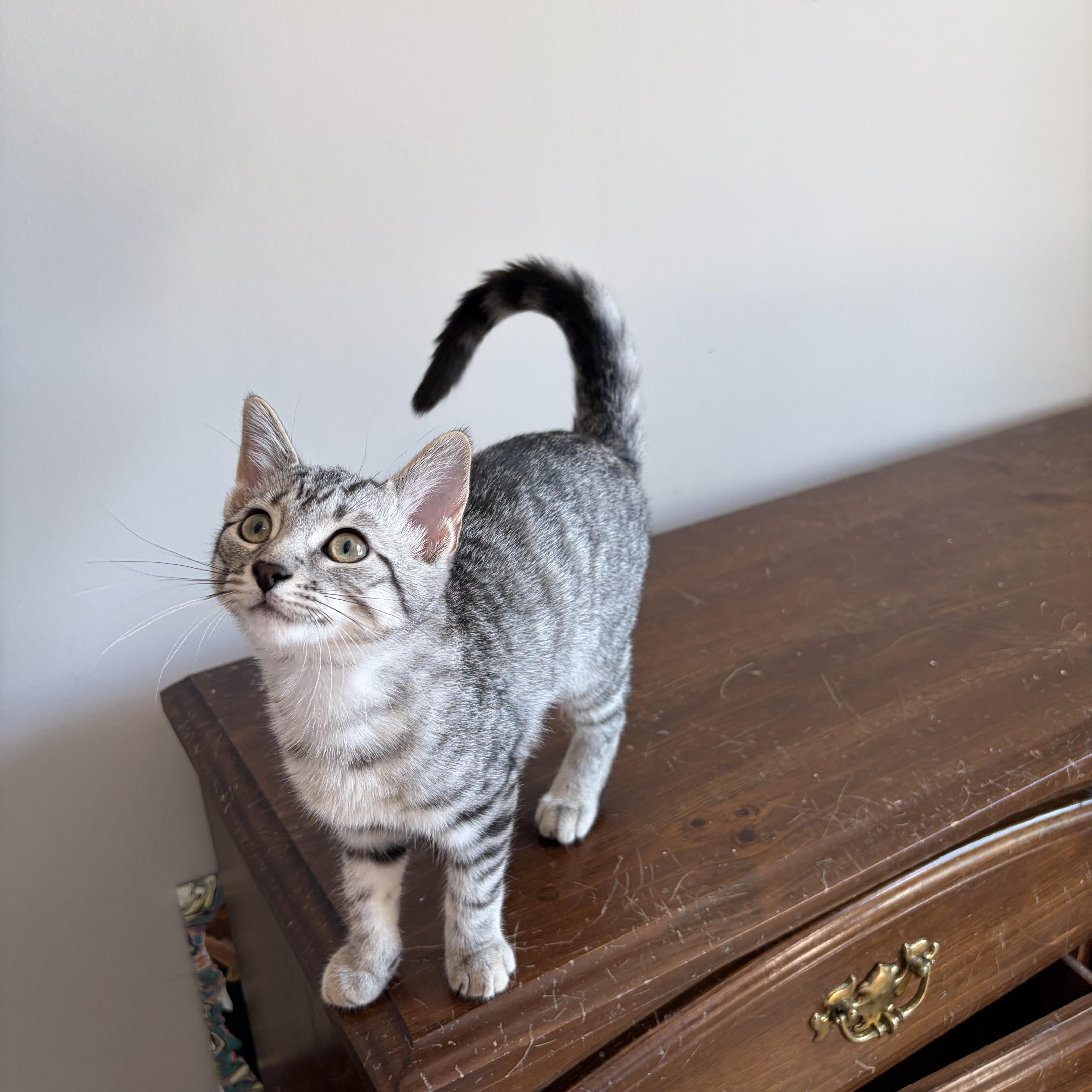 Enlarge JULIET, an adopted Tabby in Shakespeare, ON image 3/6