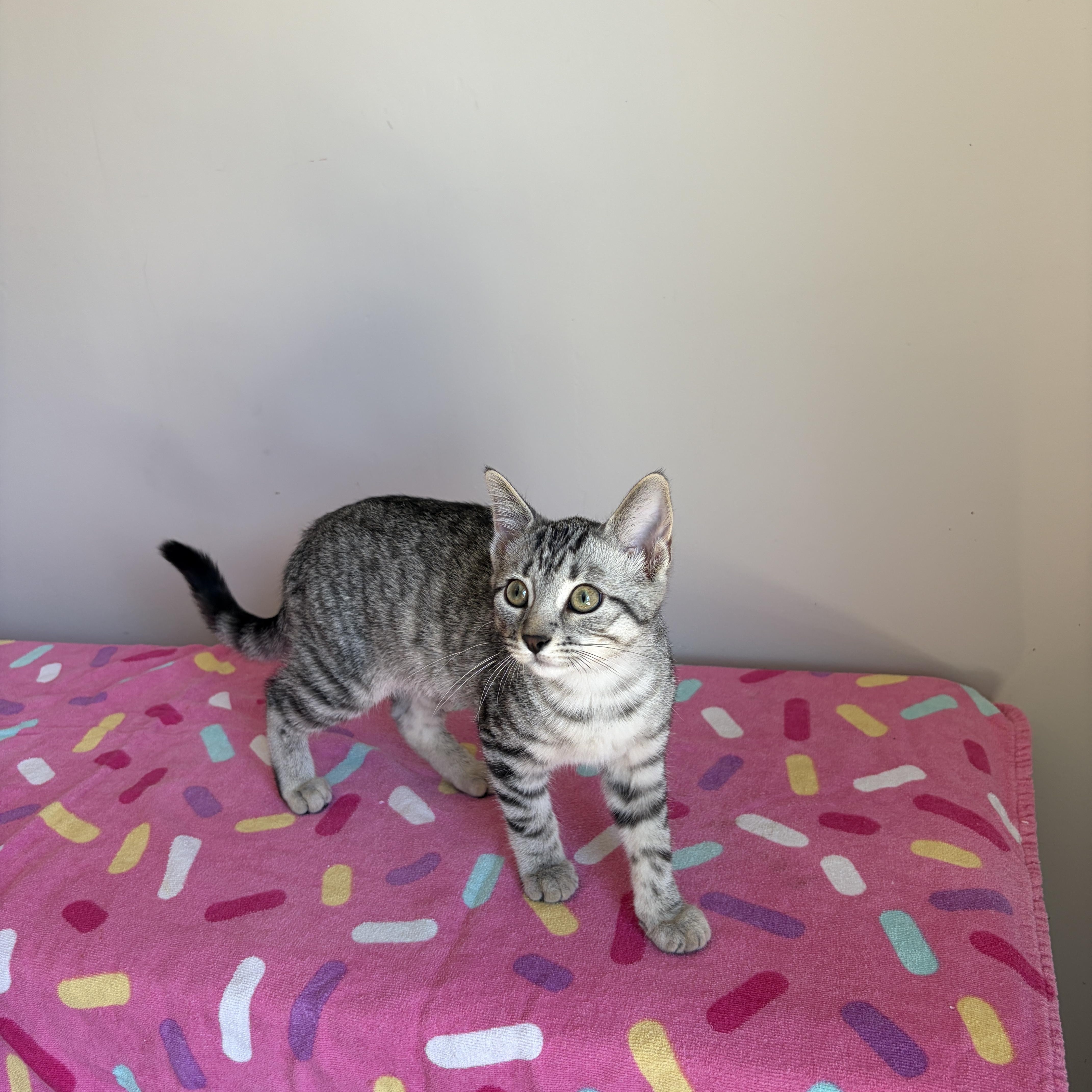 Enlarge JULIET, an adopted Tabby in Shakespeare, ON image 2/6