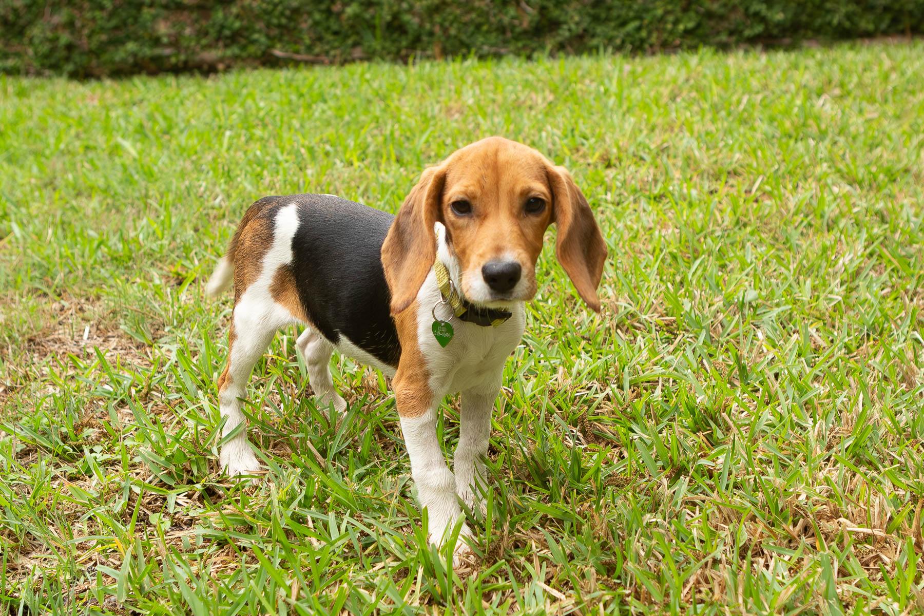 Enlarge Beatrice, an adopted mixed breed in San Antonio, TX image 1/5