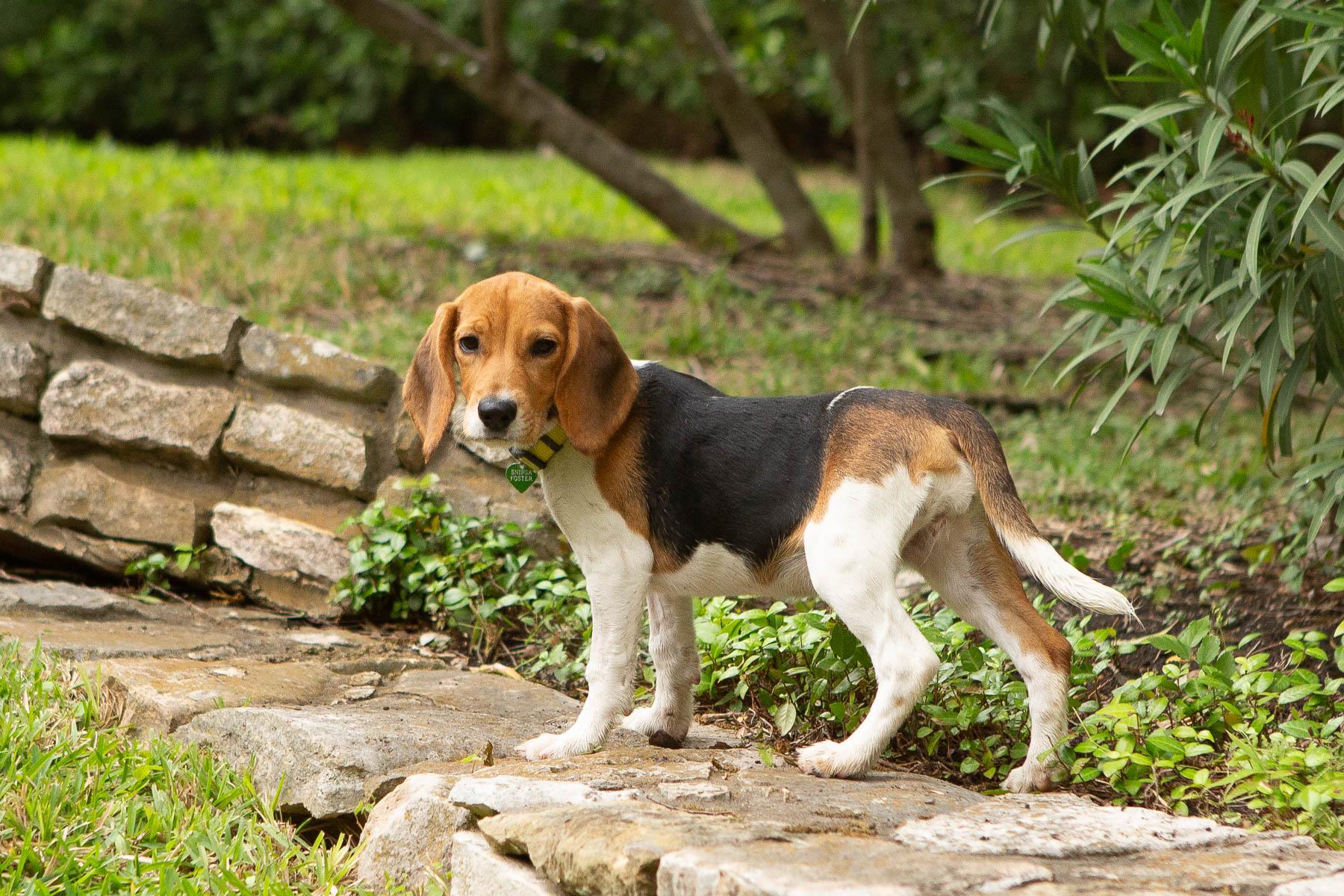 Enlarge Beatrice, an adopted mixed breed in San Antonio, TX image 2/5