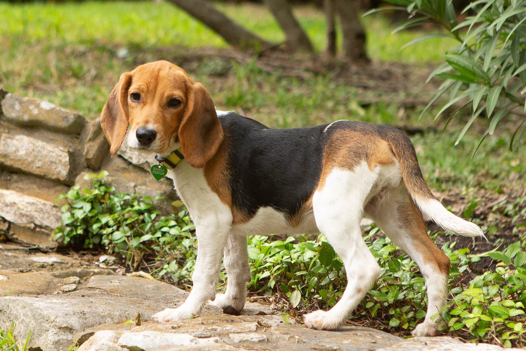Enlarge Beatrice, an adopted mixed breed in San Antonio, TX image 3/5