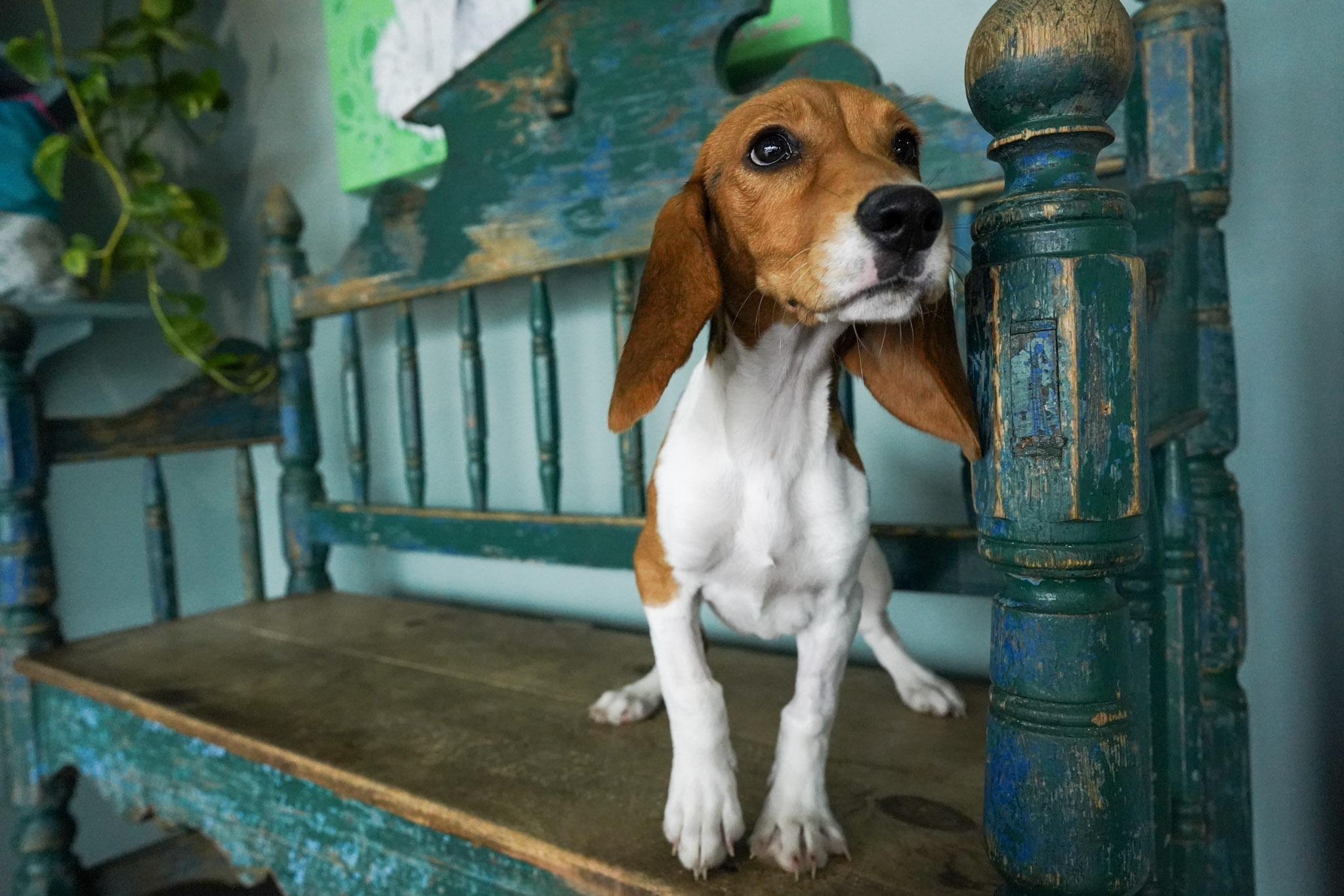 Enlarge Beatrice, an adopted mixed breed in San Antonio, TX image 4/5