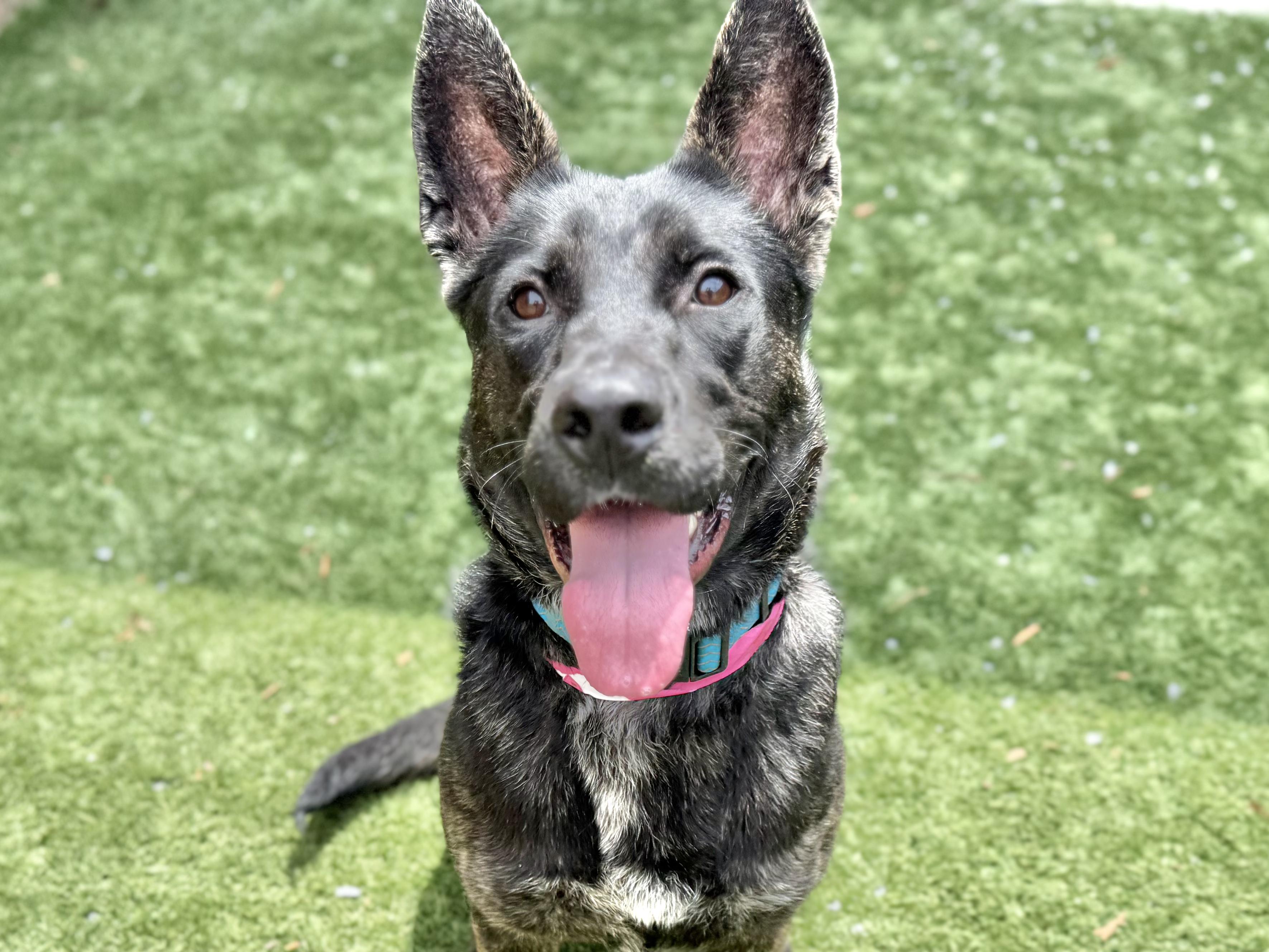 URGENT! HELP ME PLEASE! Lilly #A542582