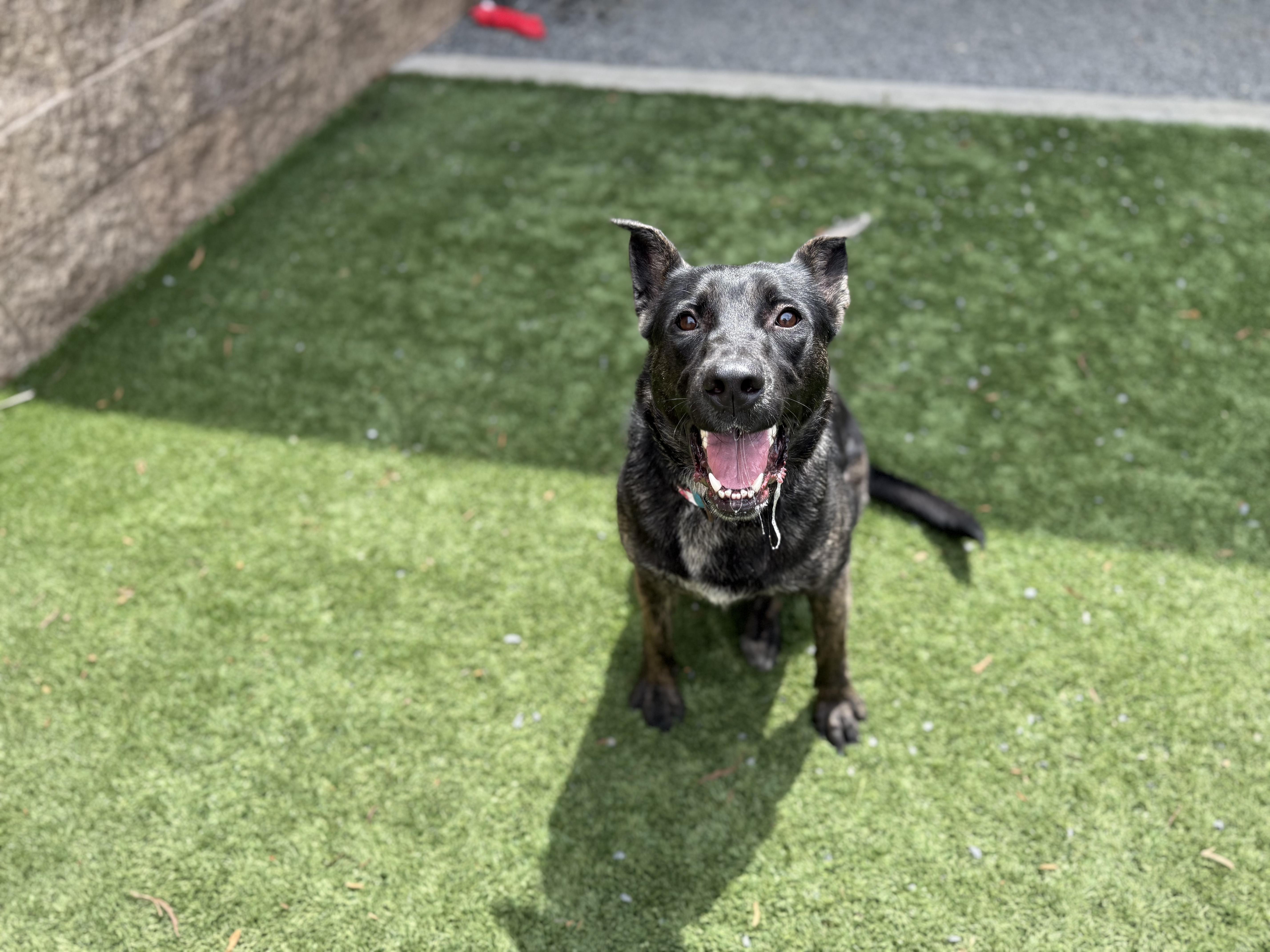 URGENT! HELP ME PLEASE! Lilly #A542582