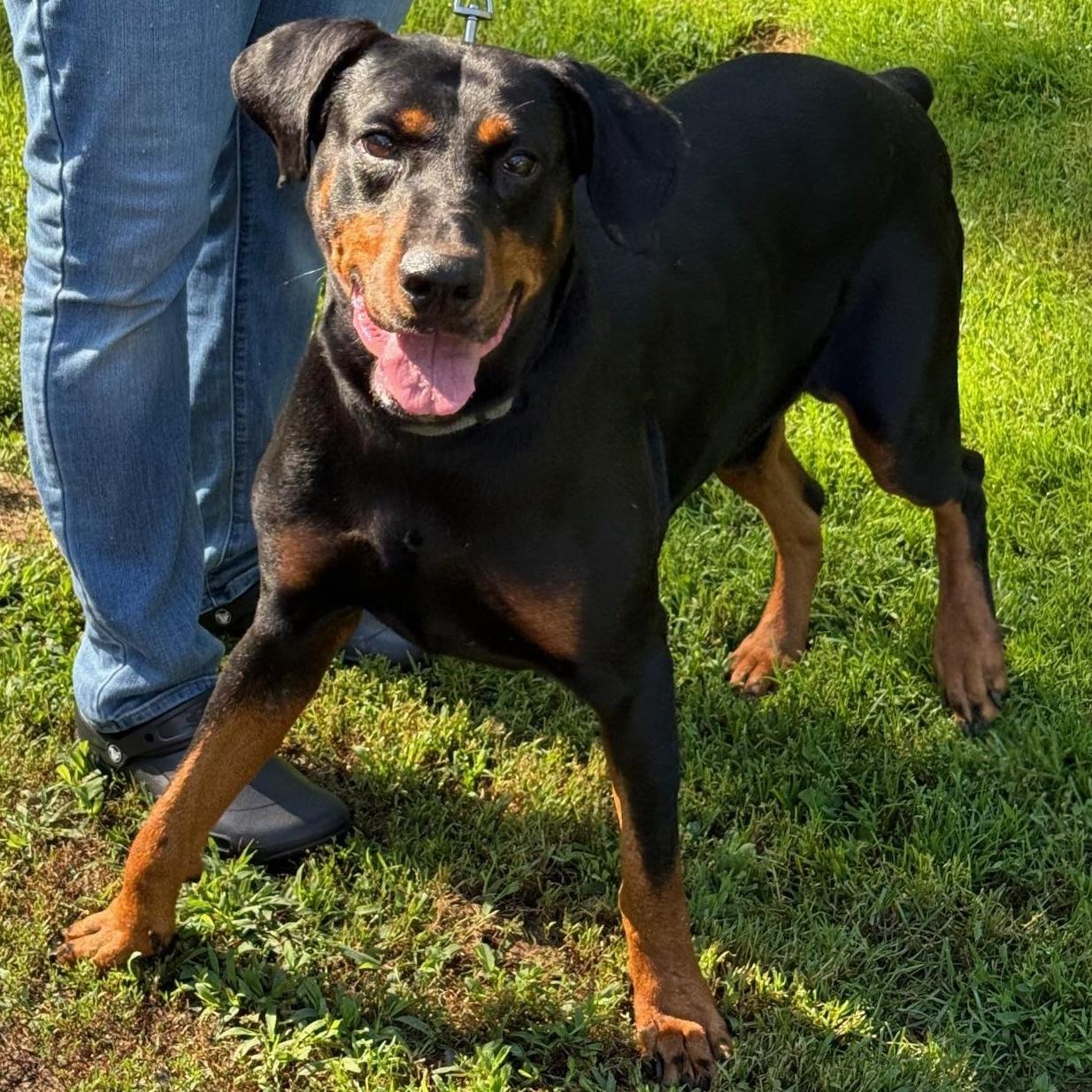 Enlarge Tyron, a Adoptable mixed breed in Fleetwood, PA image 1/4