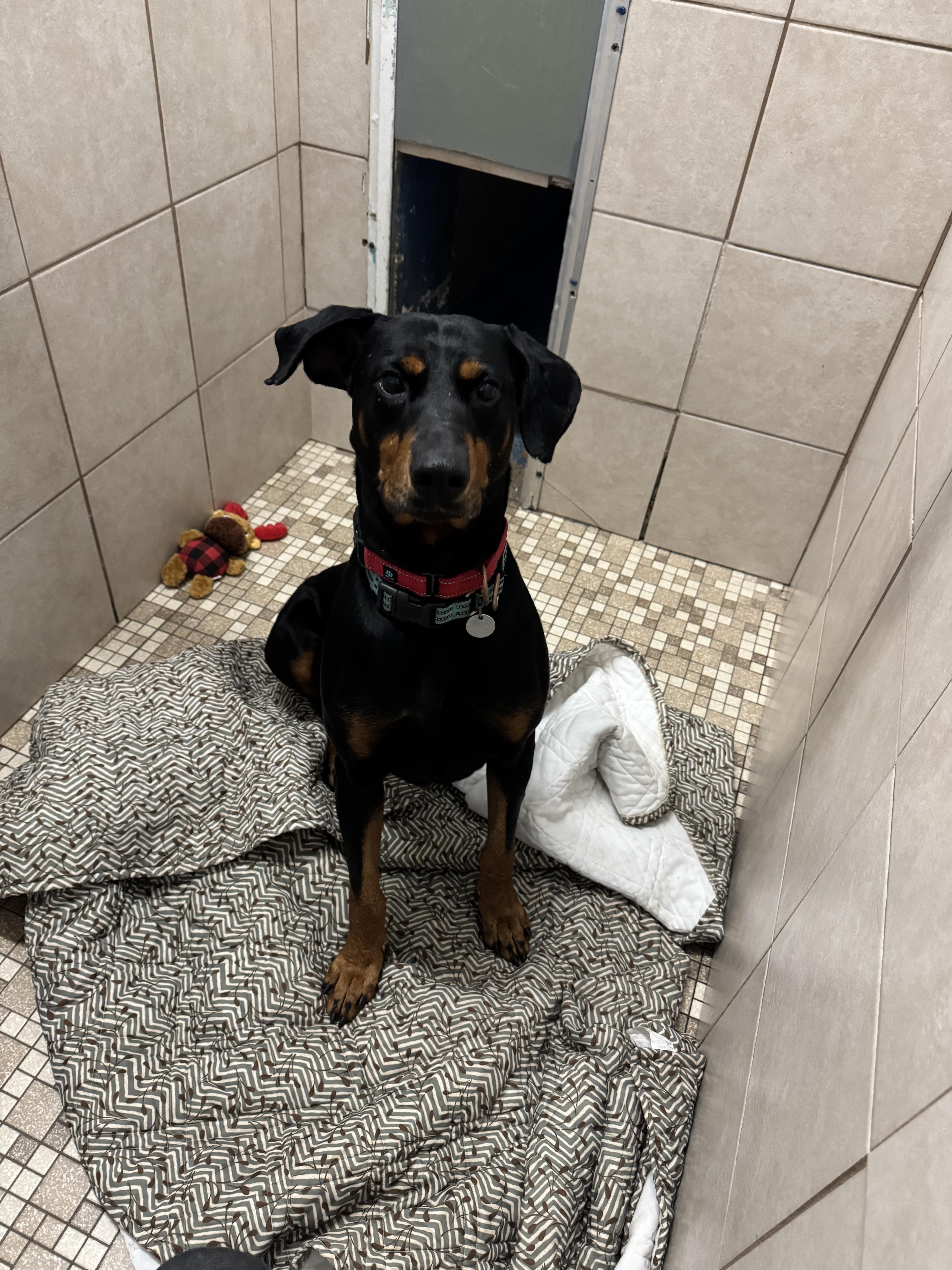 Enlarge Tyron, a Adoptable mixed breed in Fleetwood, PA image 3/4