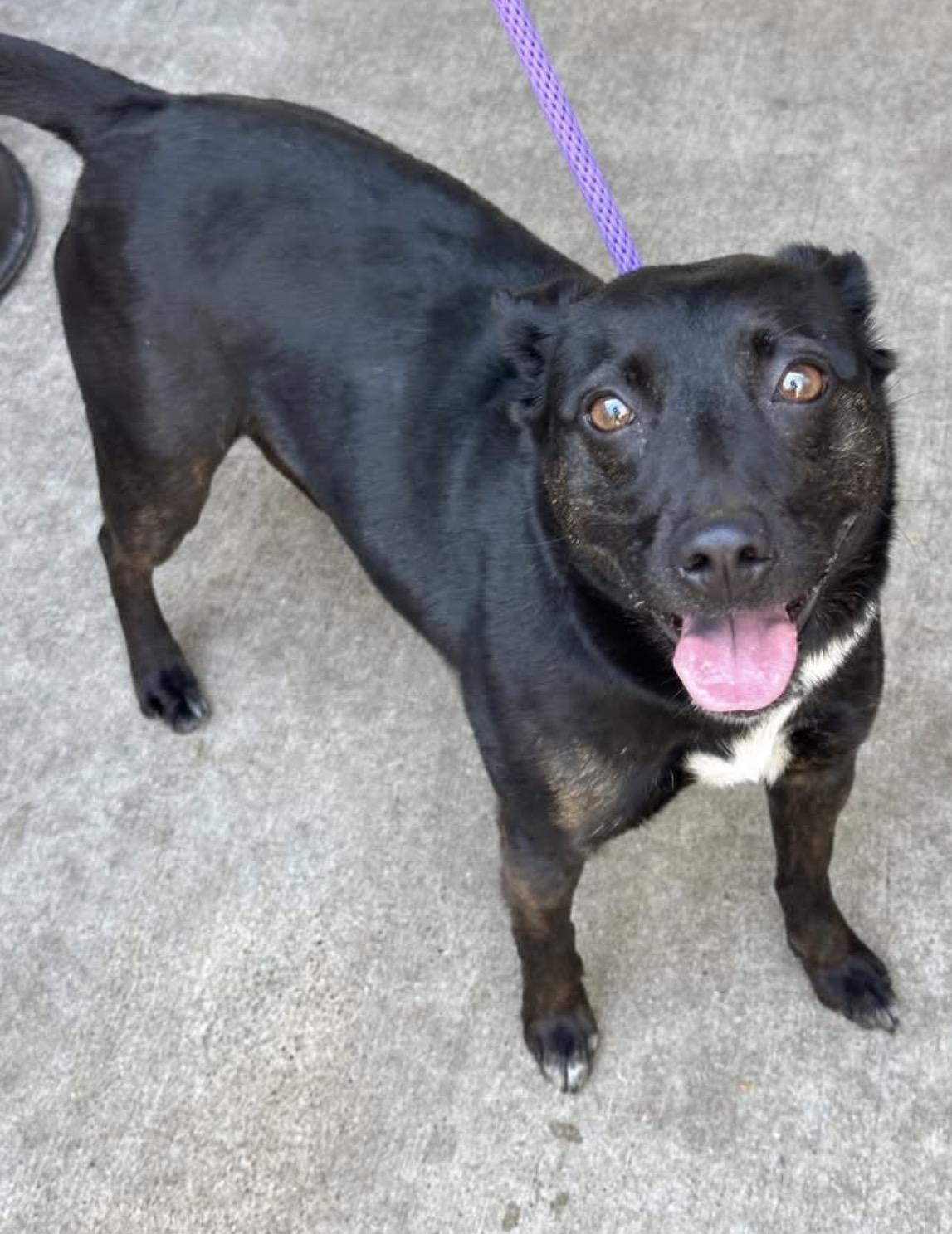 Grasshopper, adopted, Adult Female Labrador Retriever.