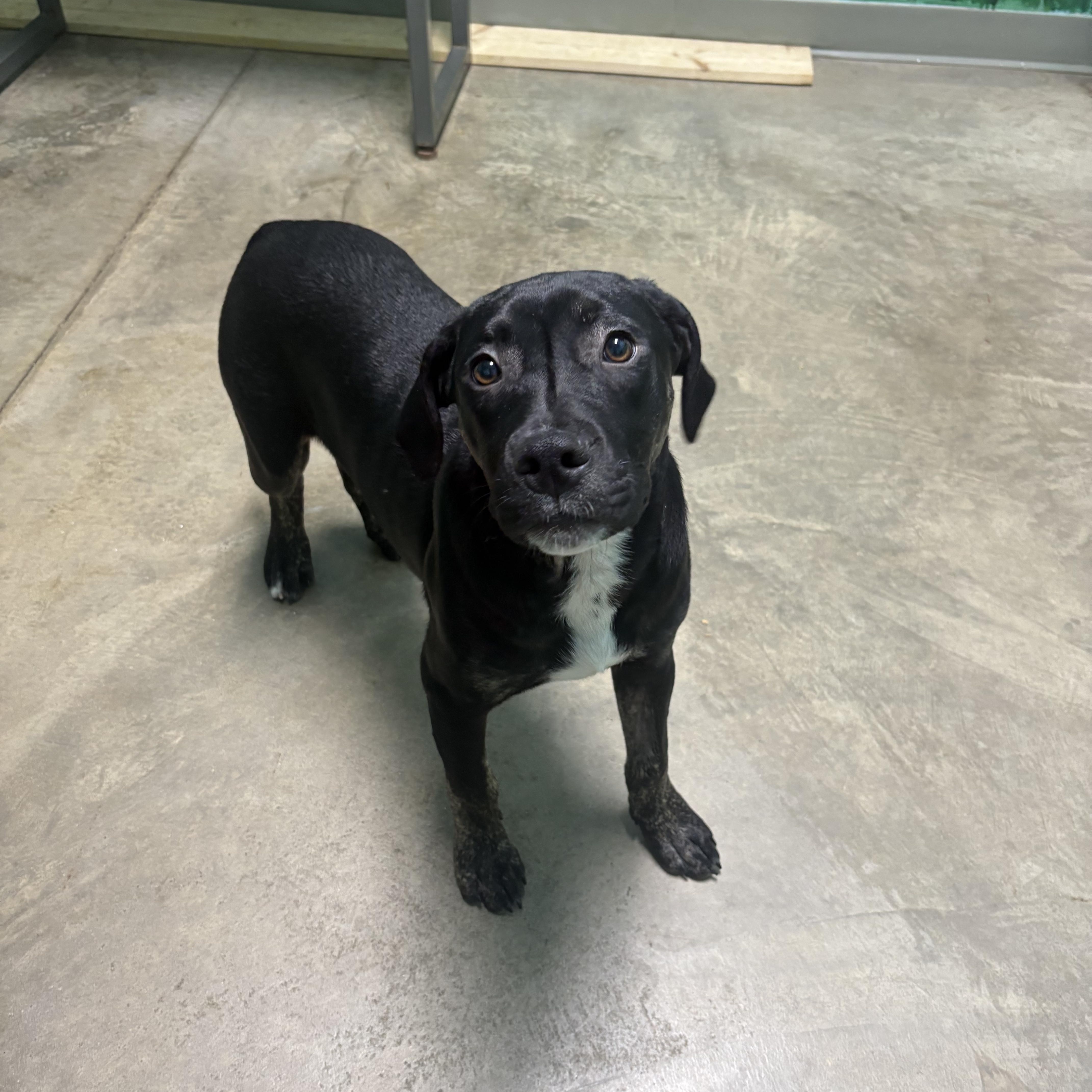 Enlarge Larry, a Adoptable mixed breed in Godfrey, IL image 1/1