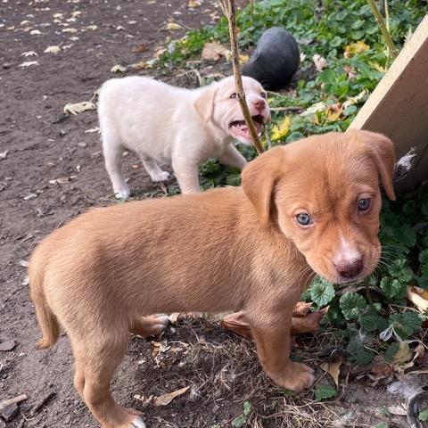 Billy, Adoptable, Puppy Female Labrador Retriever.