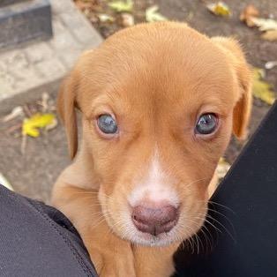 Enlarge Billy, a Adoptable Labrador Retriever in Crystal, MN image 2/5
