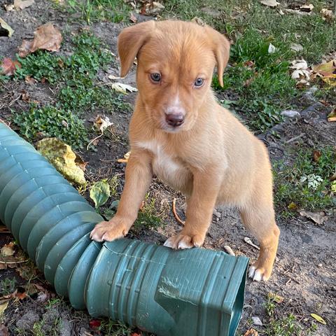 Enlarge Billy, a Adoptable Labrador Retriever in Crystal, MN image 3/5